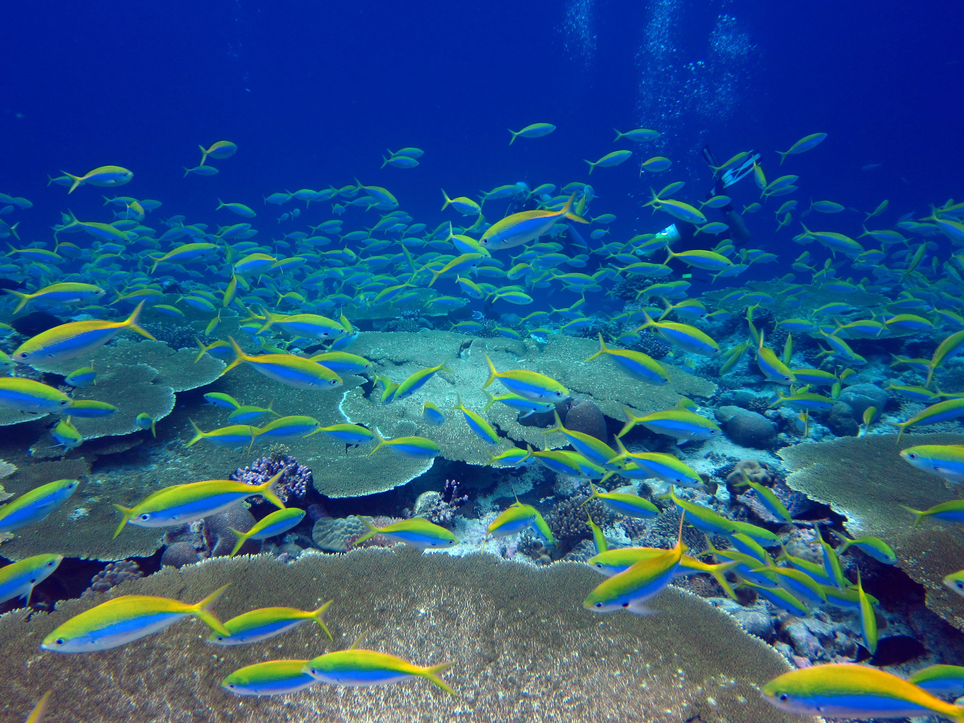 Reef fish