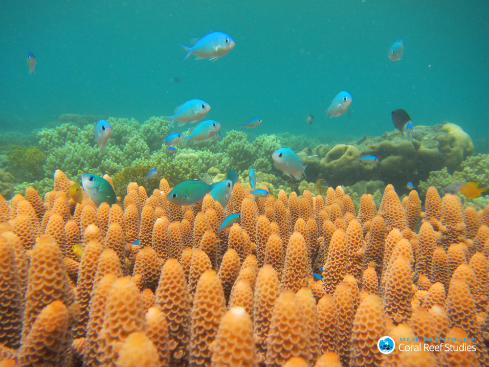 Reef and fish