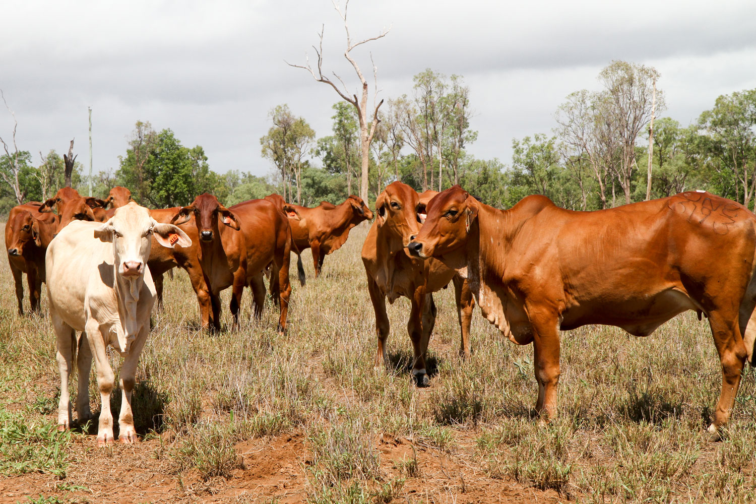 Cows