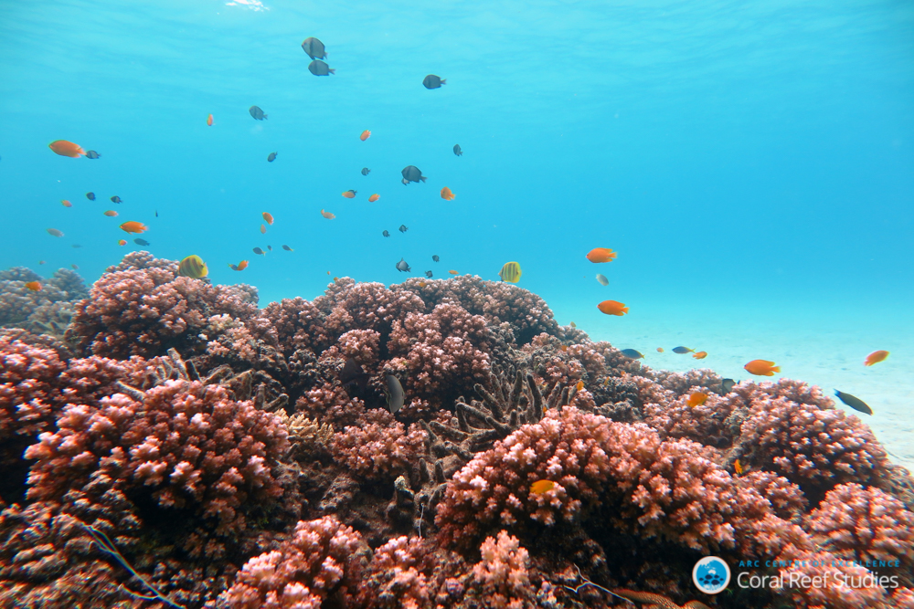 Vicki's Reef
