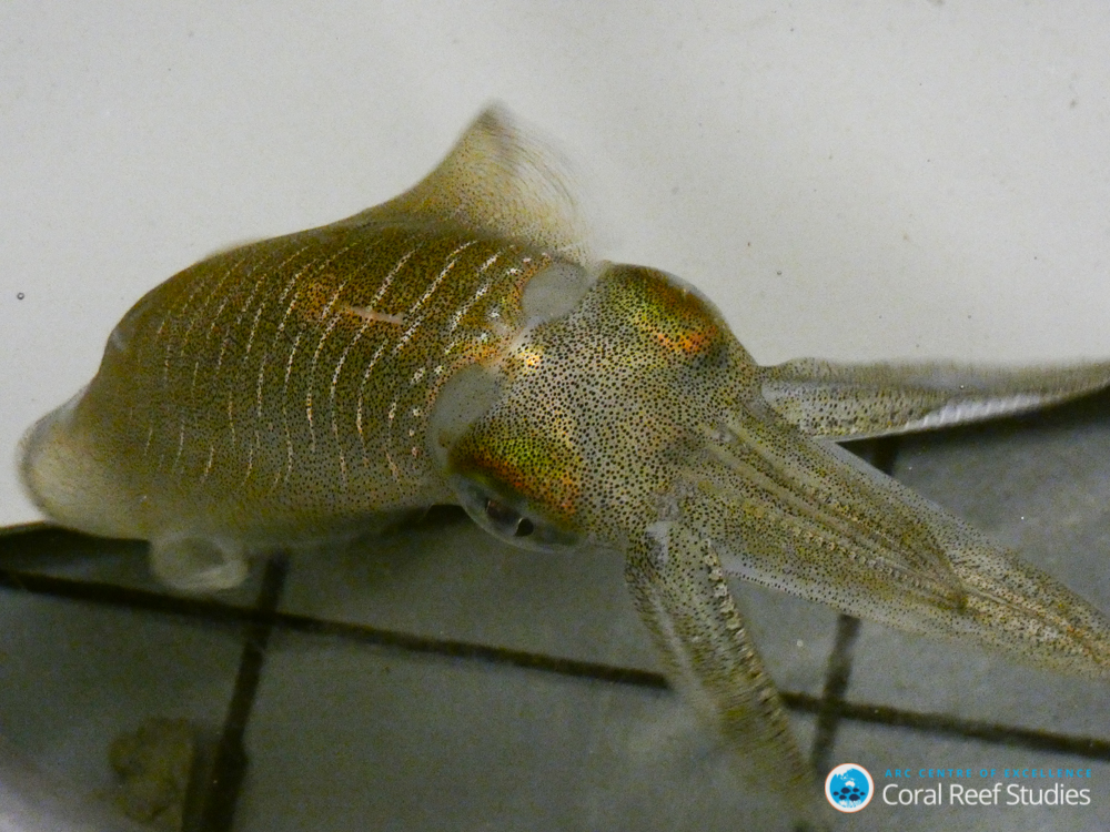 Squid