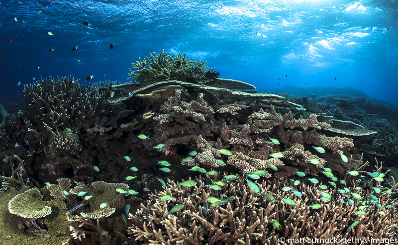 Reef and fish