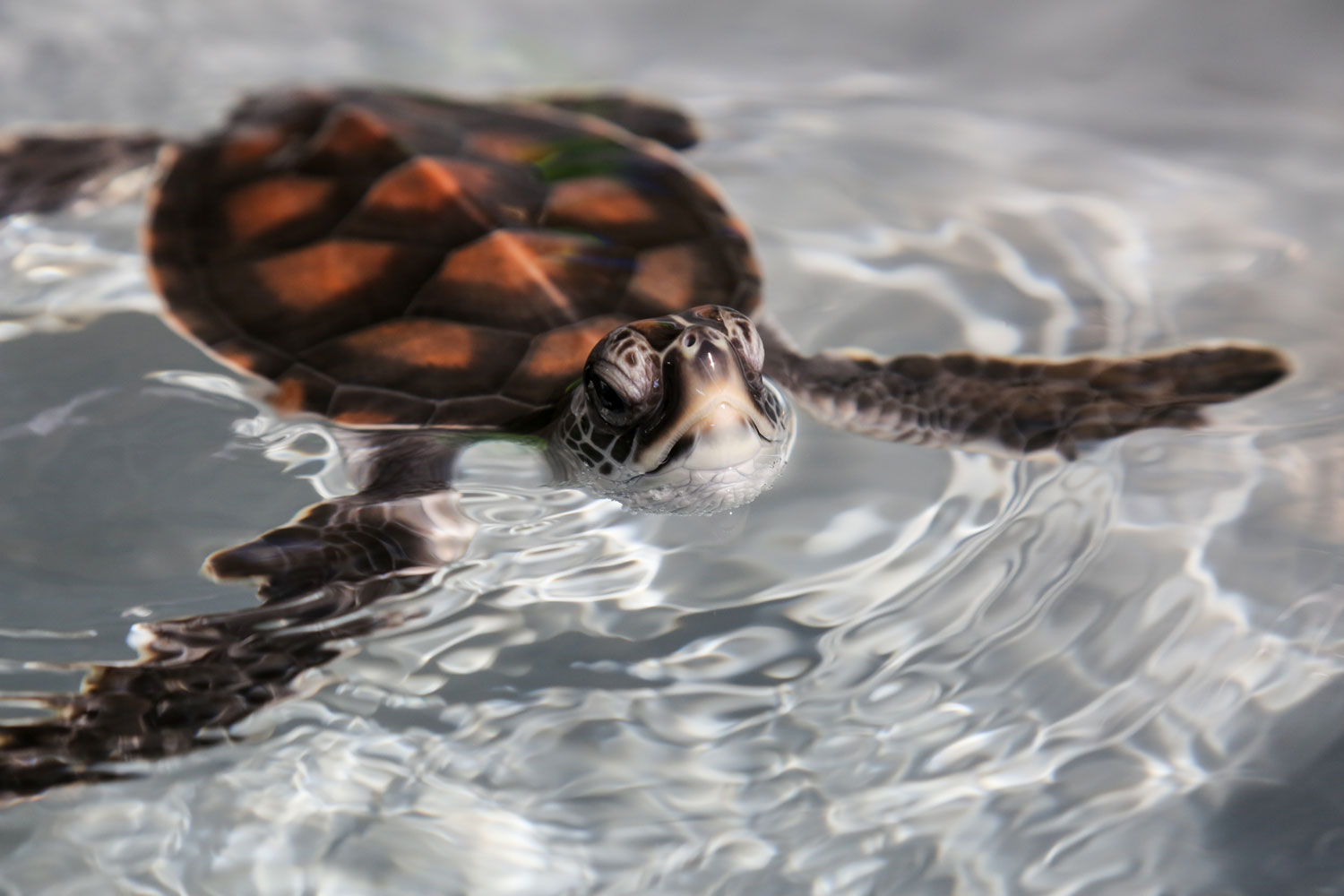 a baby turtle comes up for air