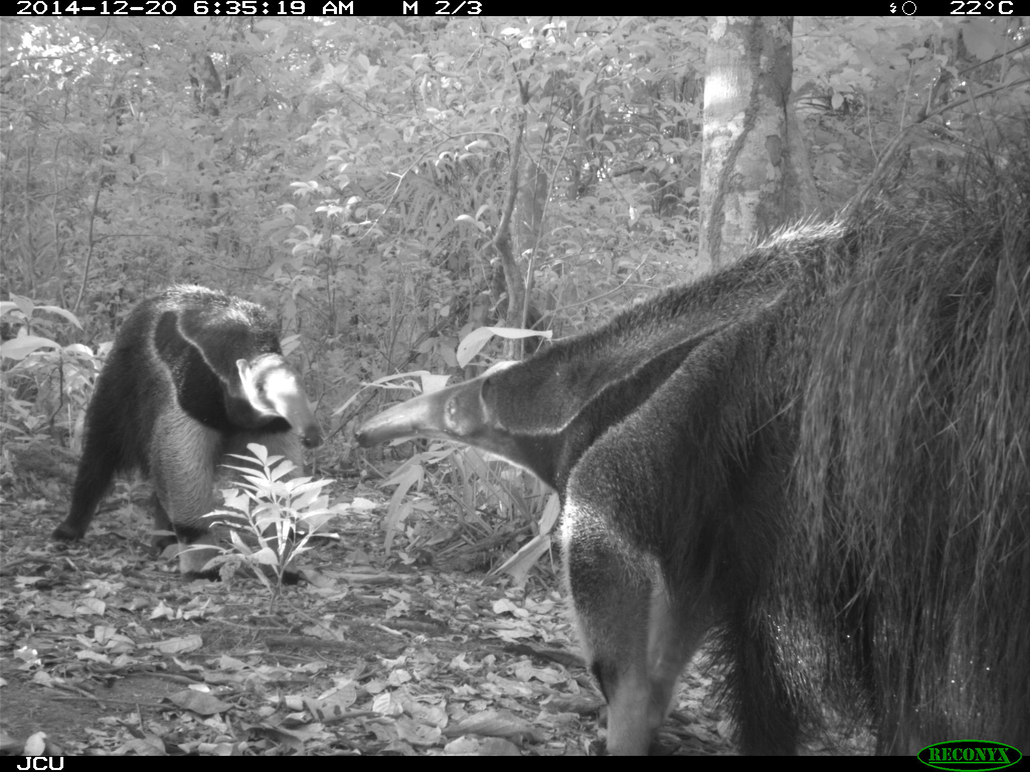 Giant anteaters