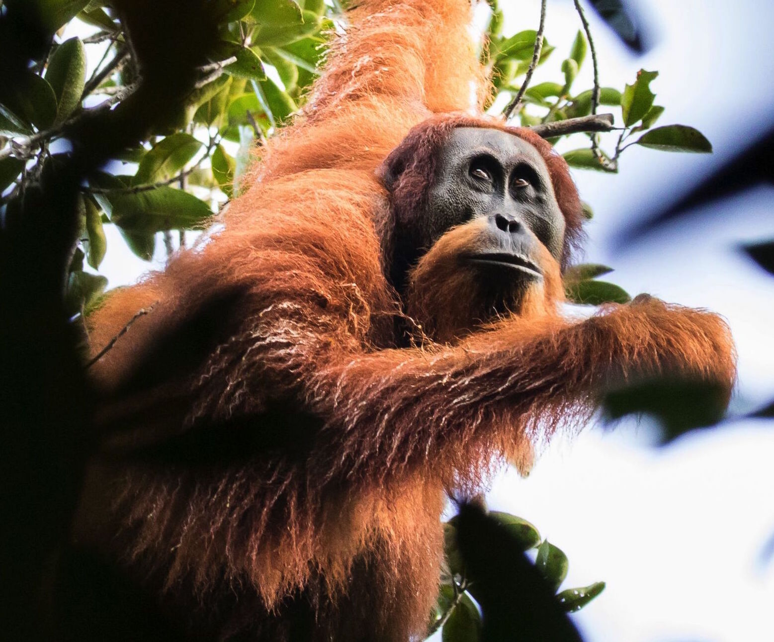 Orangutan