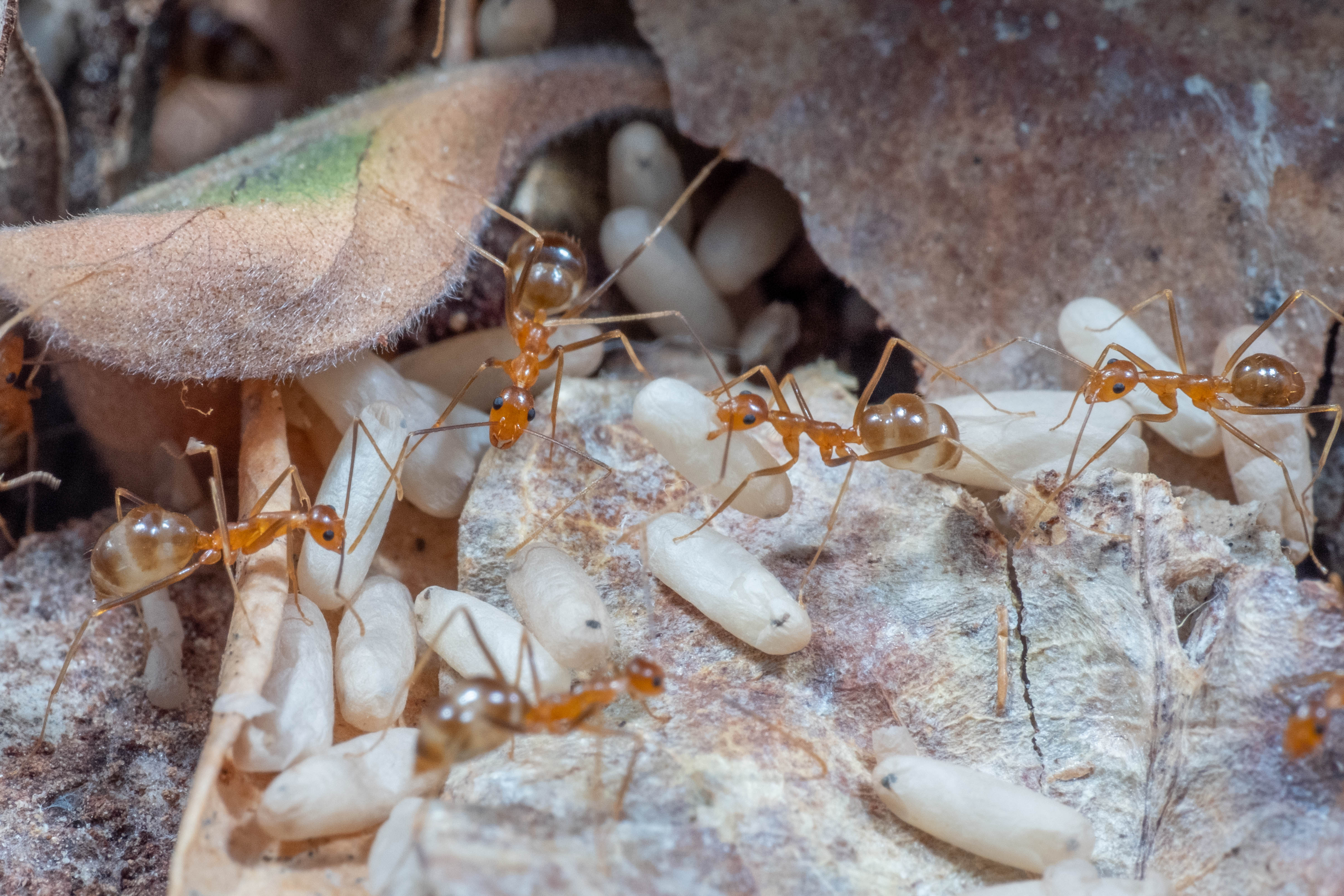 Yellow crazy ants