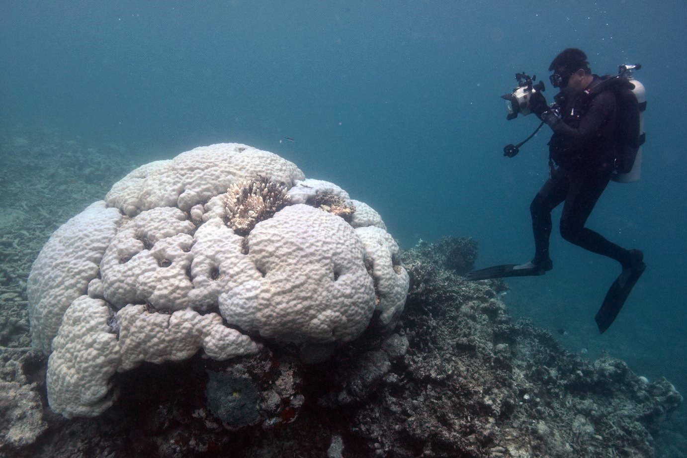 Porites coral