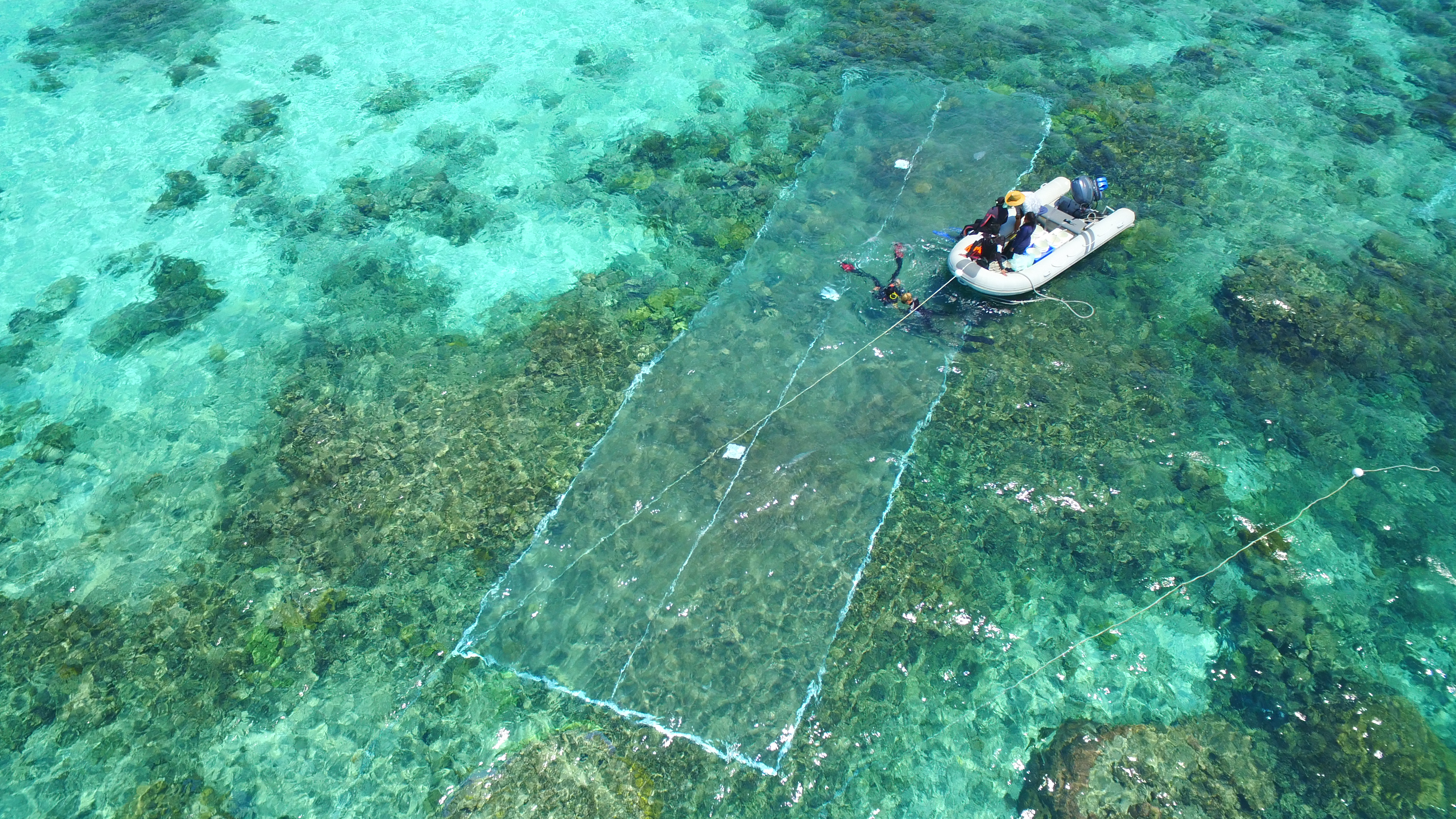 Coral repair