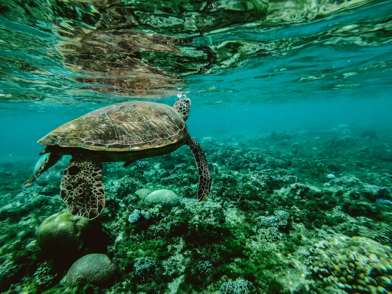 turtle surfacing for air