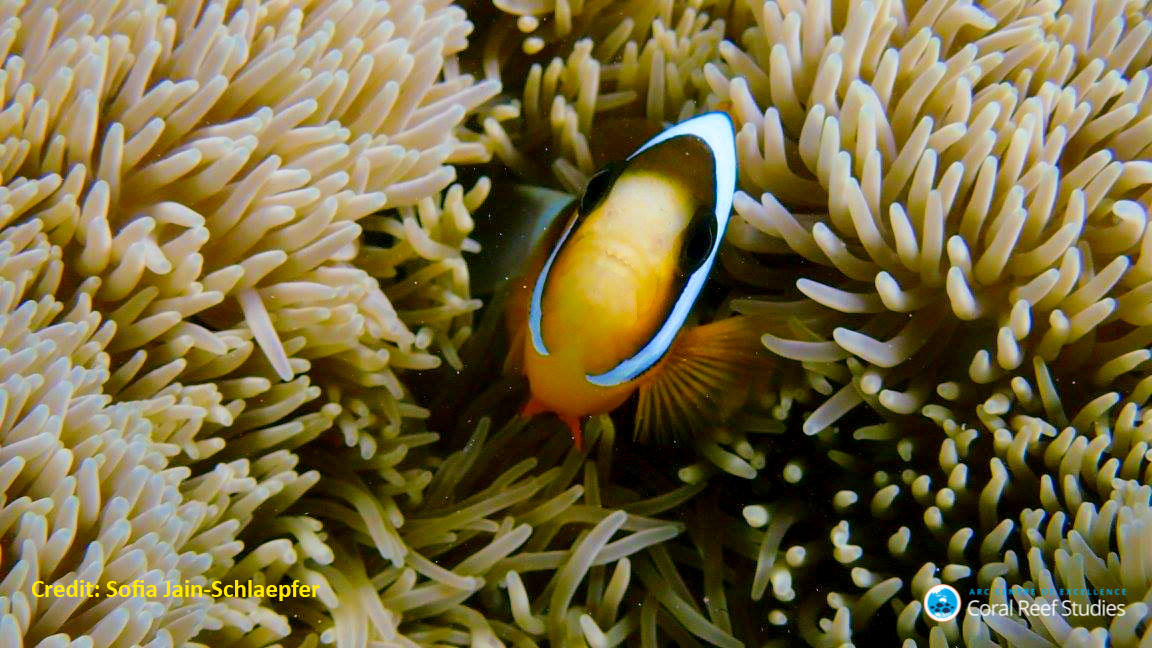 Anemone fish