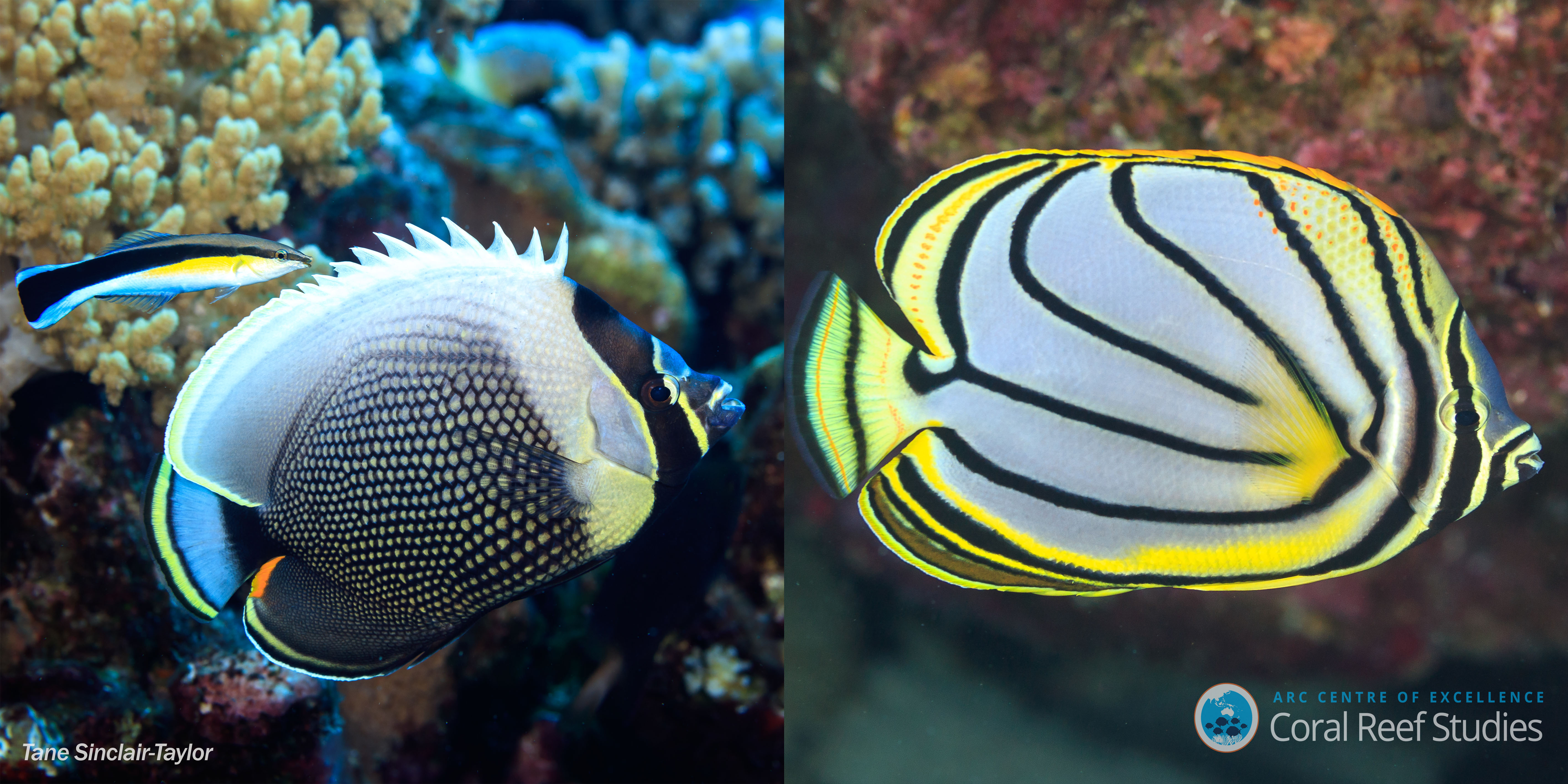 Butterfly fish