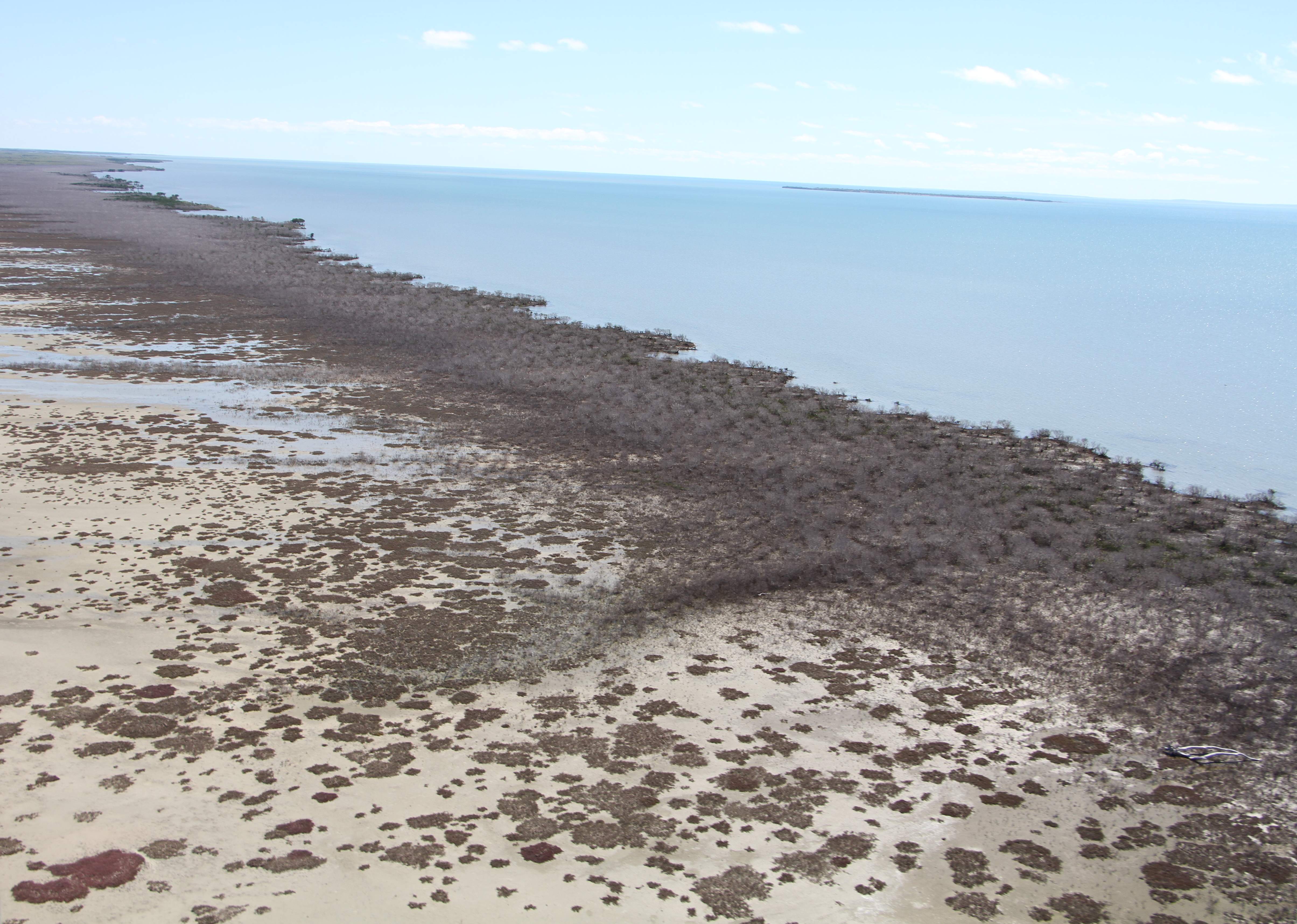 Mangrove dieback