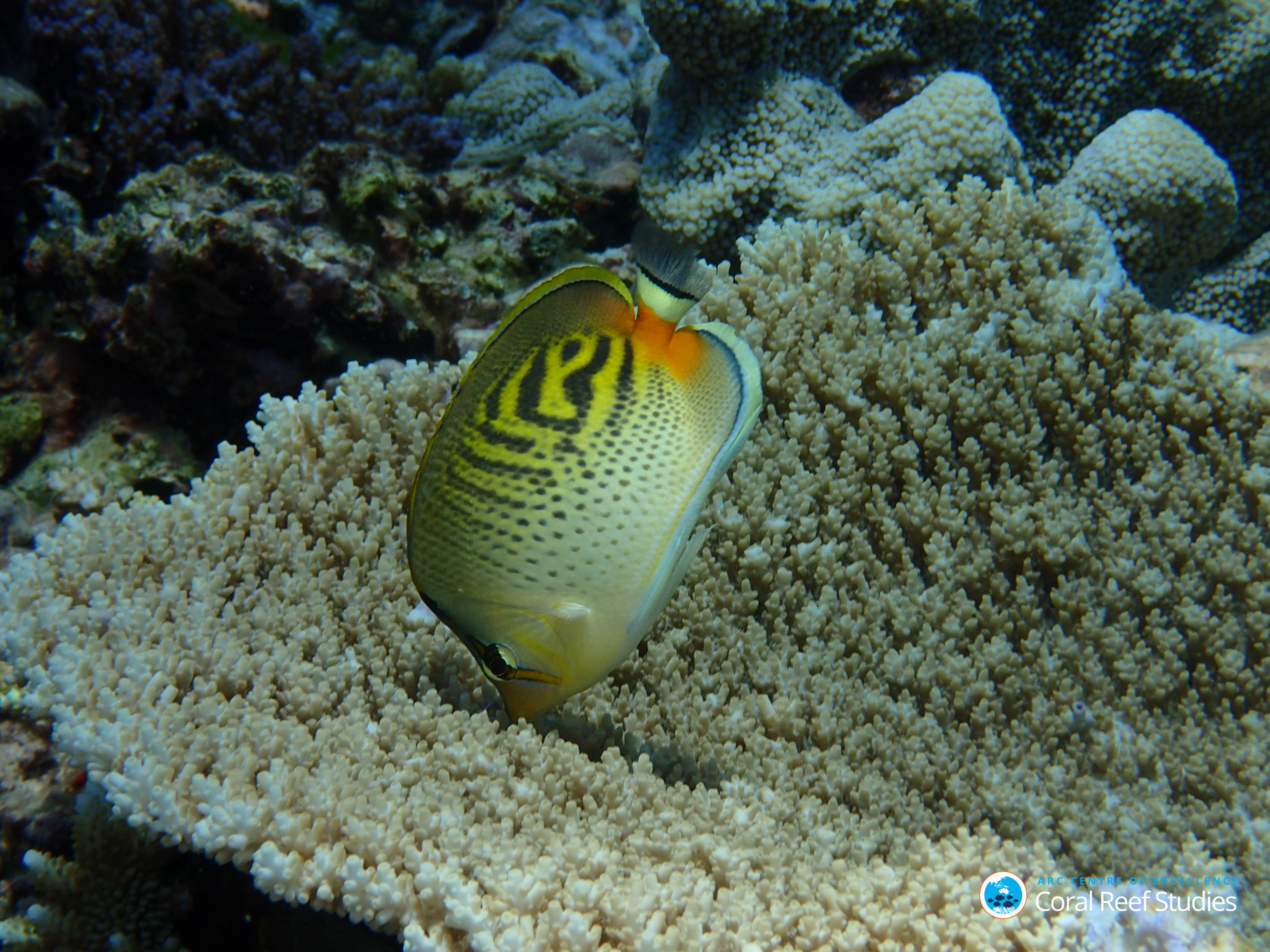 Butterfly fish
