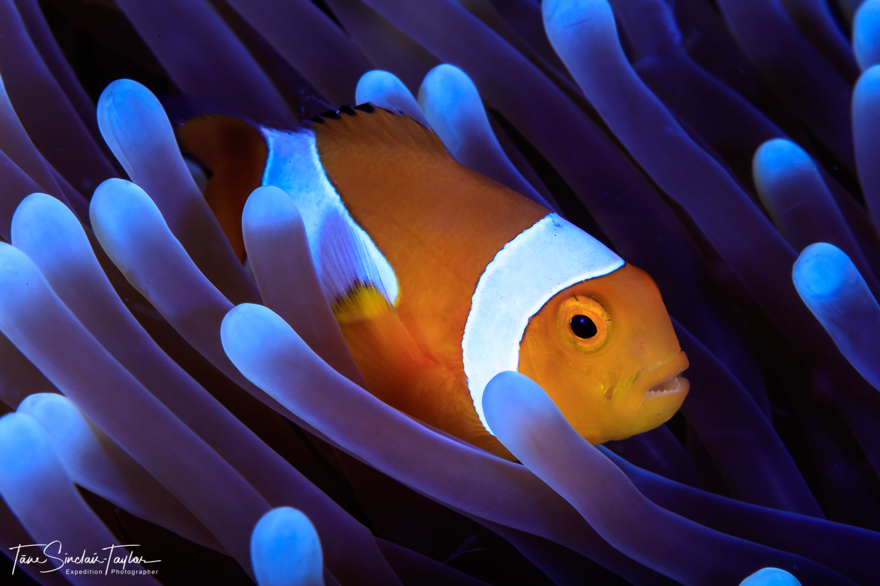Clownfish