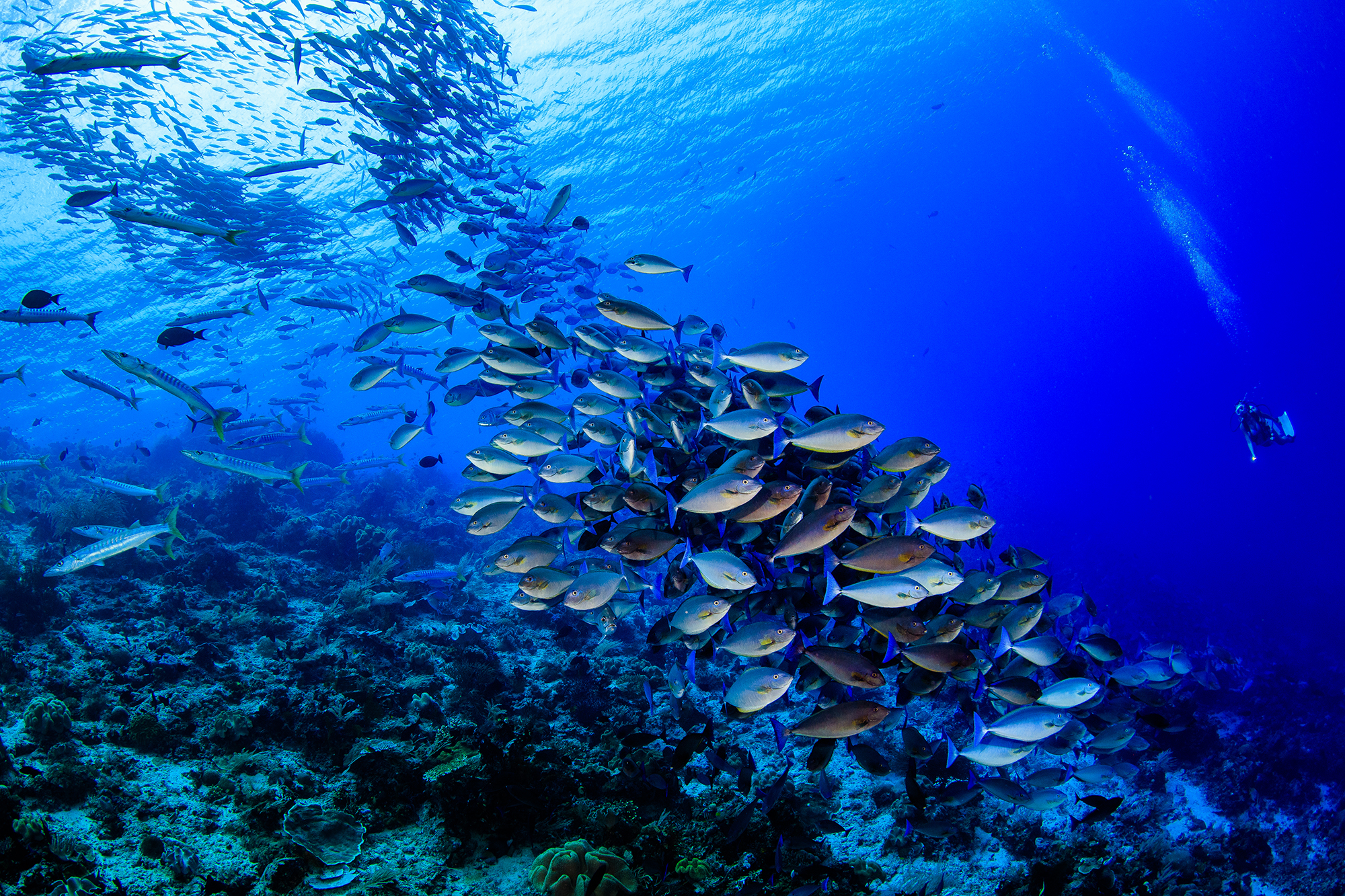Reef fish