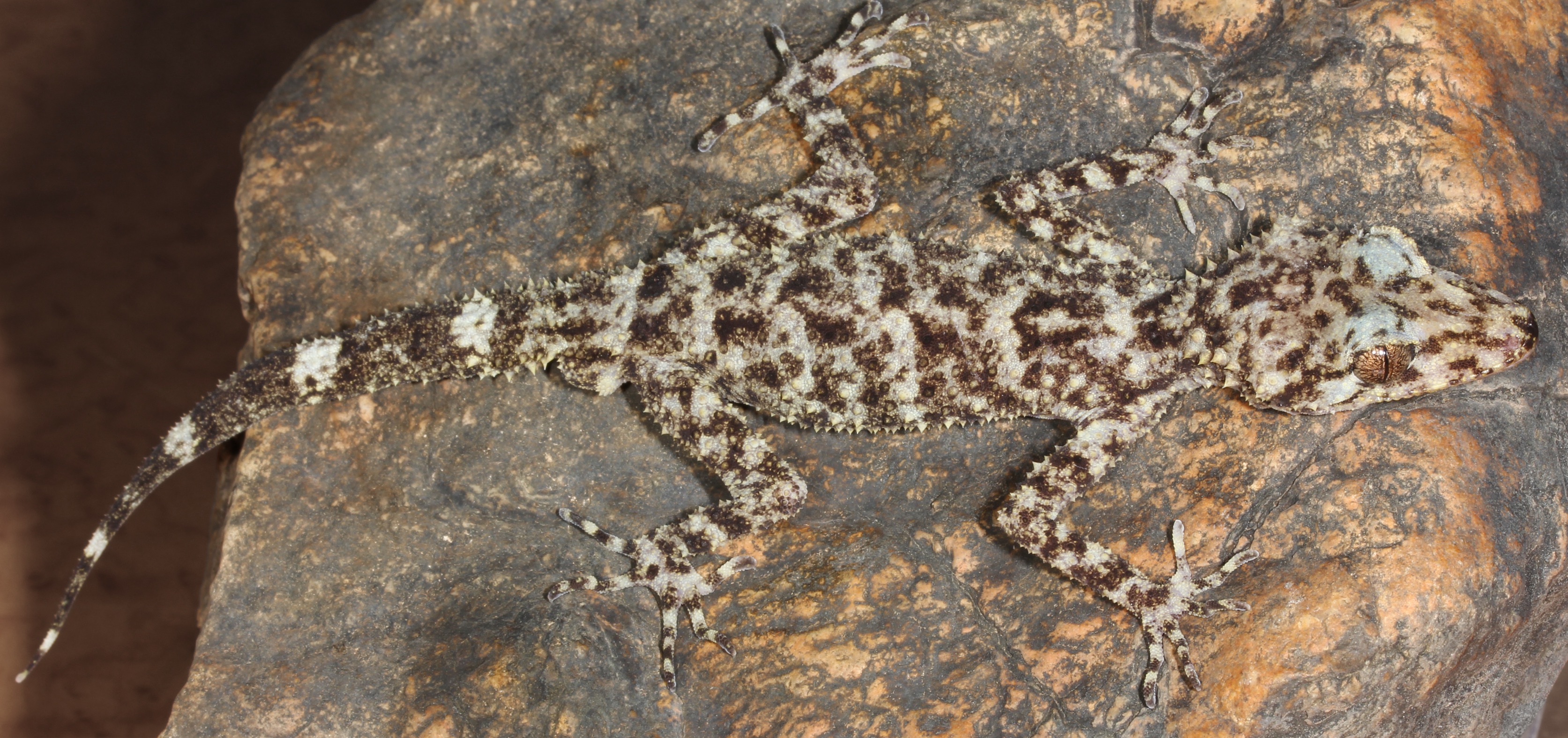 Leaf-tailed Gecko