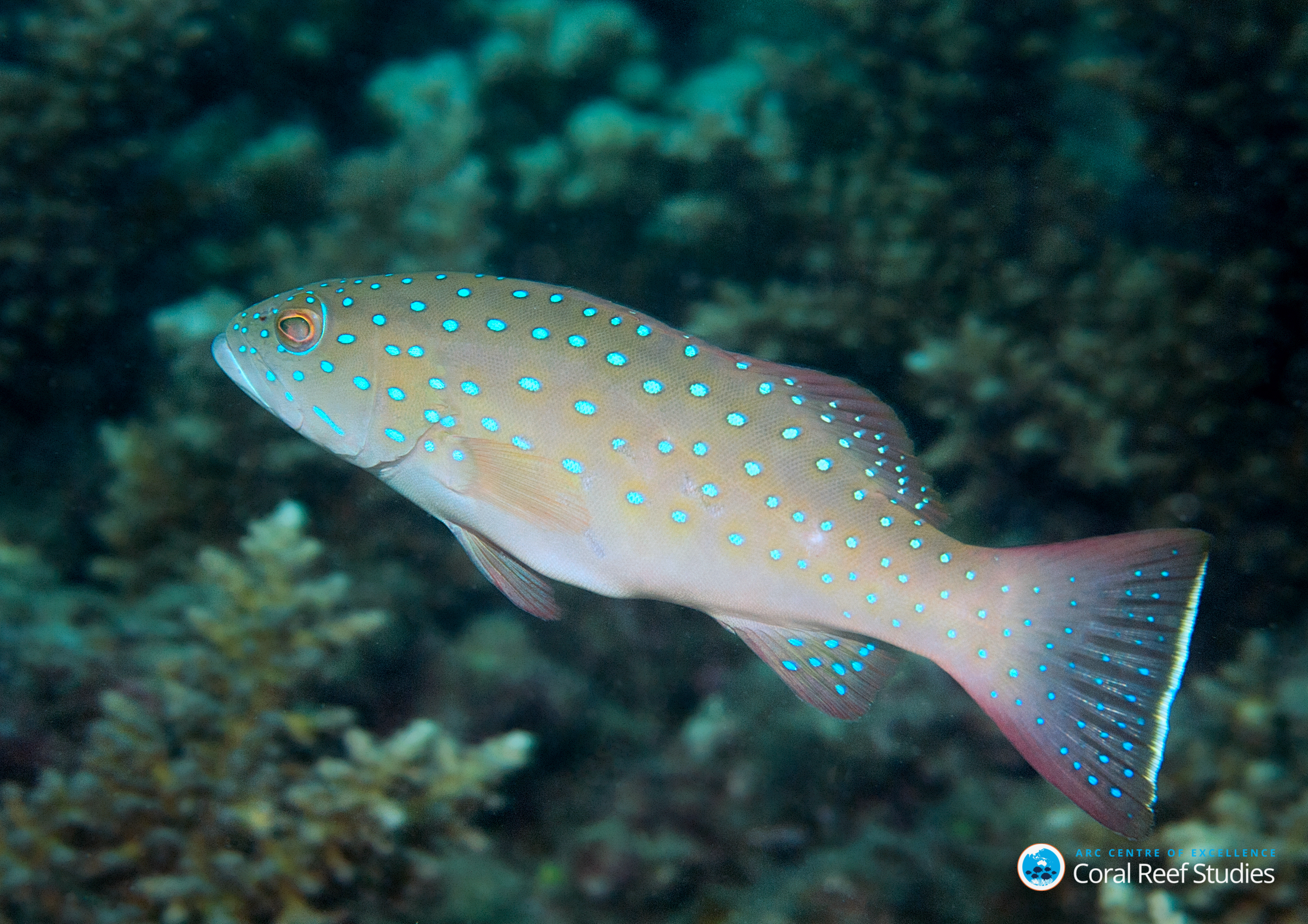 Plectopomus