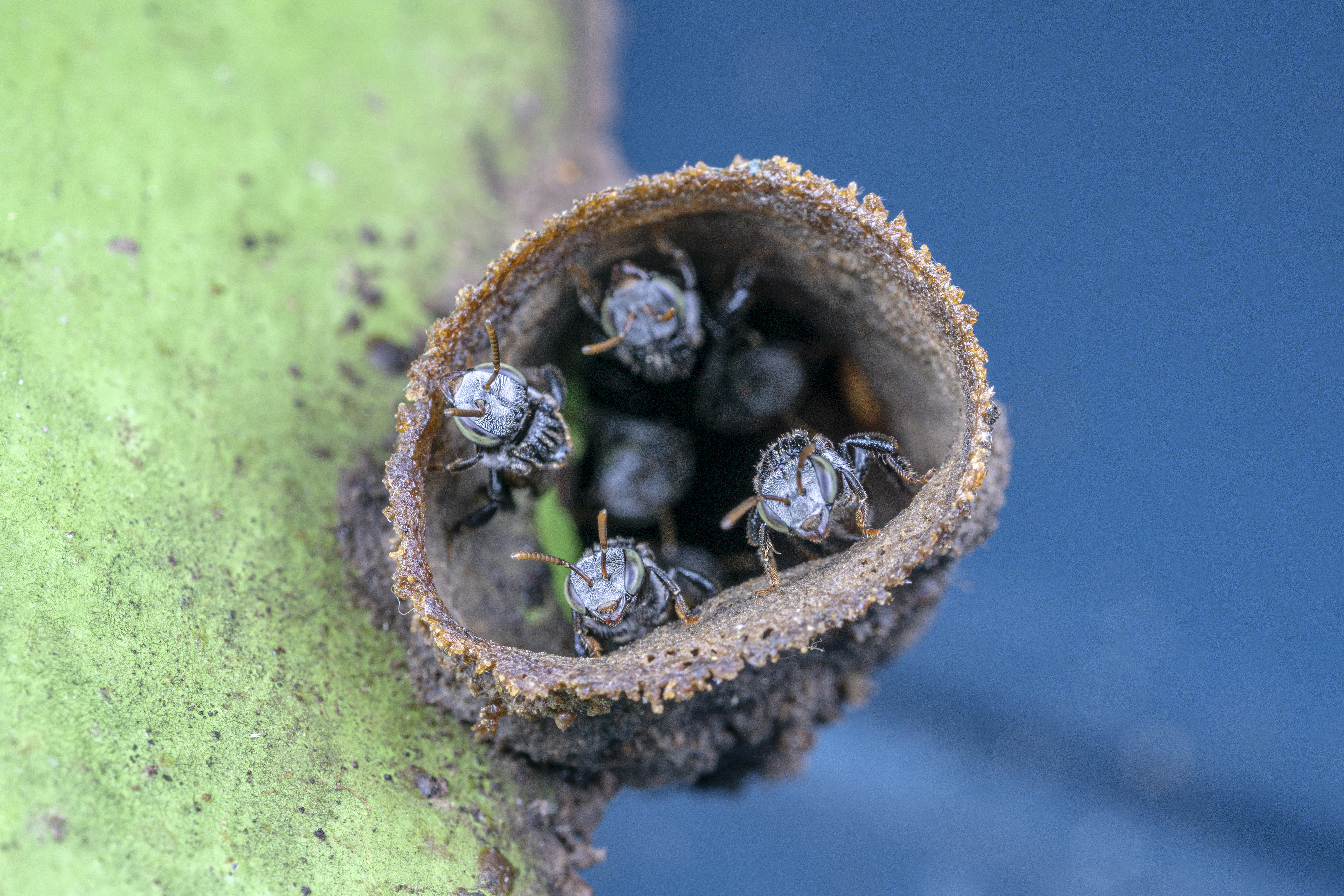Stingless bees