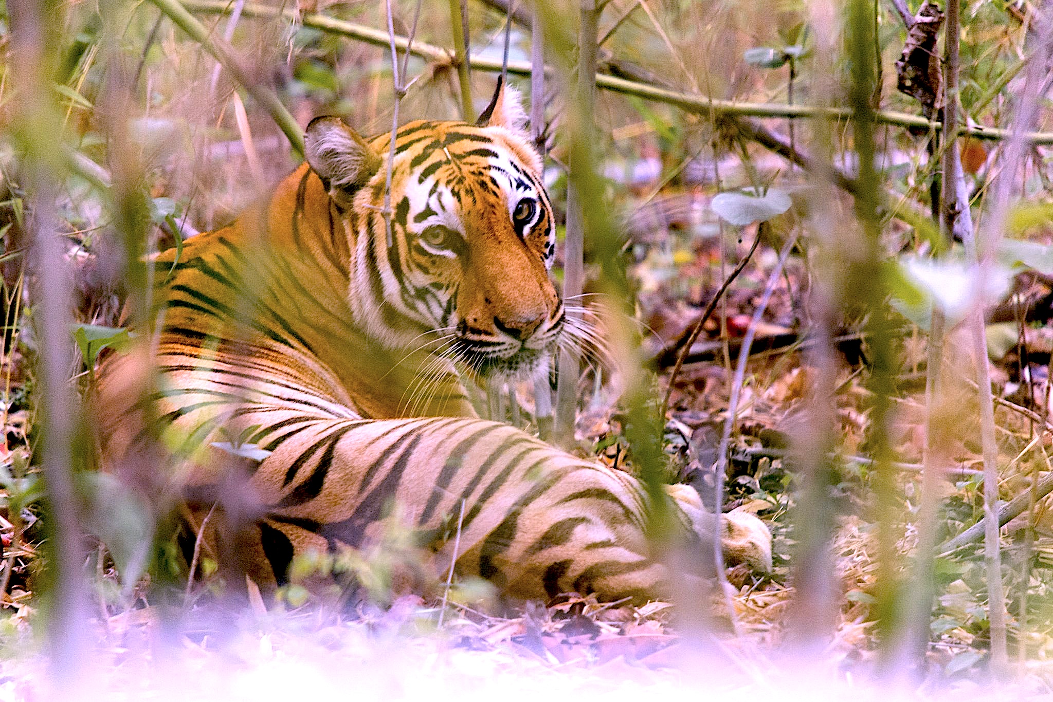 Tiger