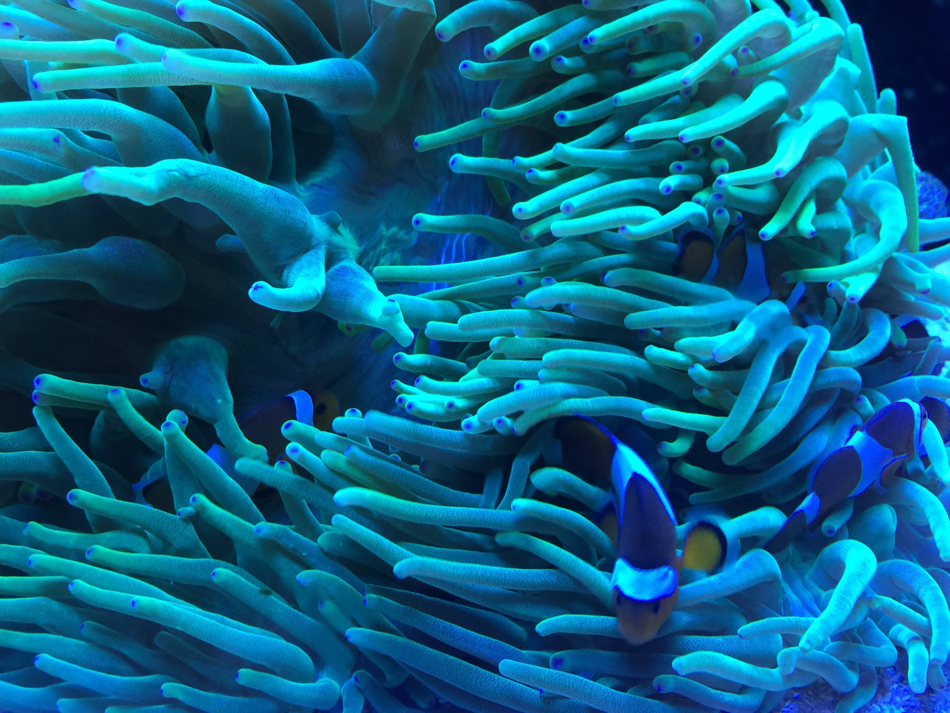 Reef