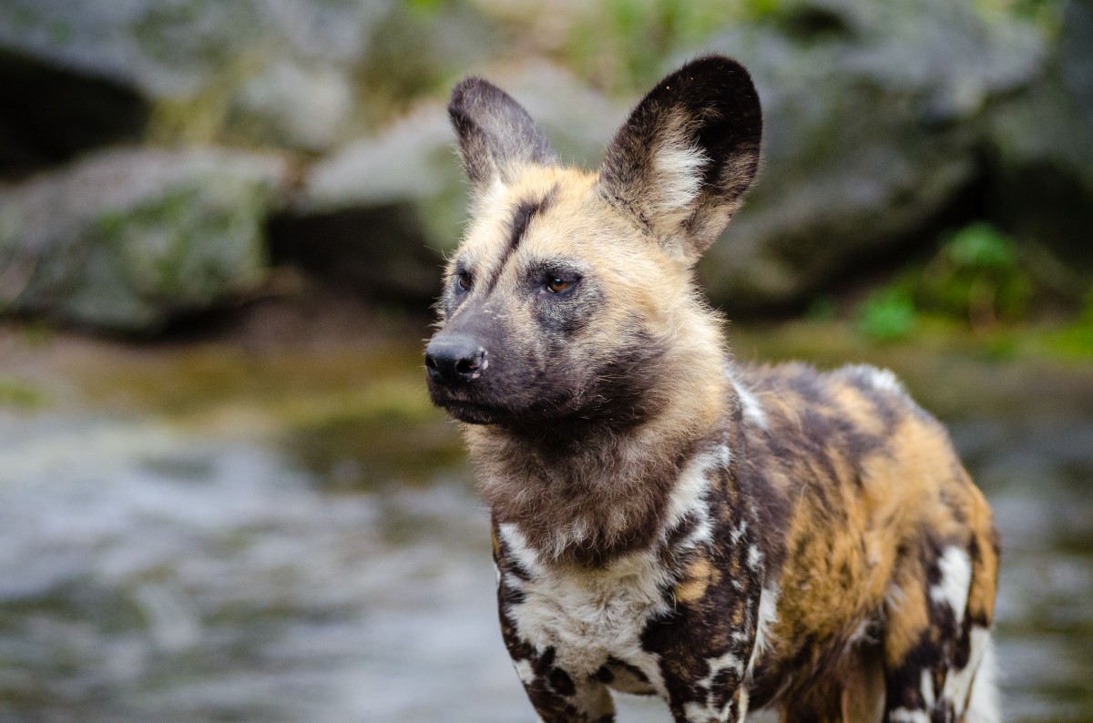 Wild dog