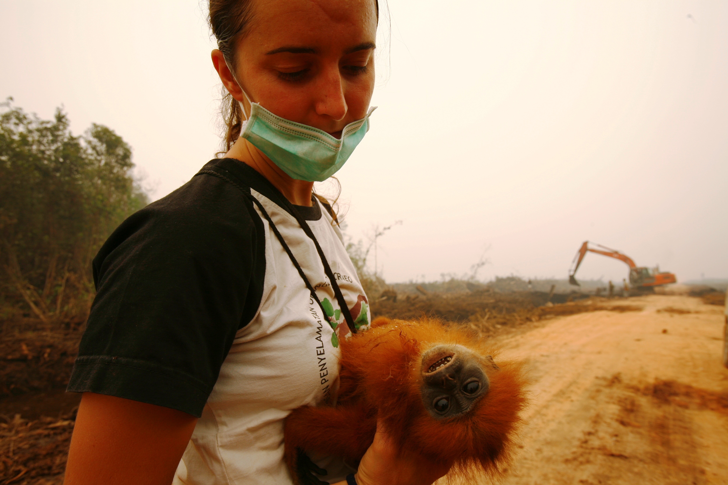 Injured leaf monkey