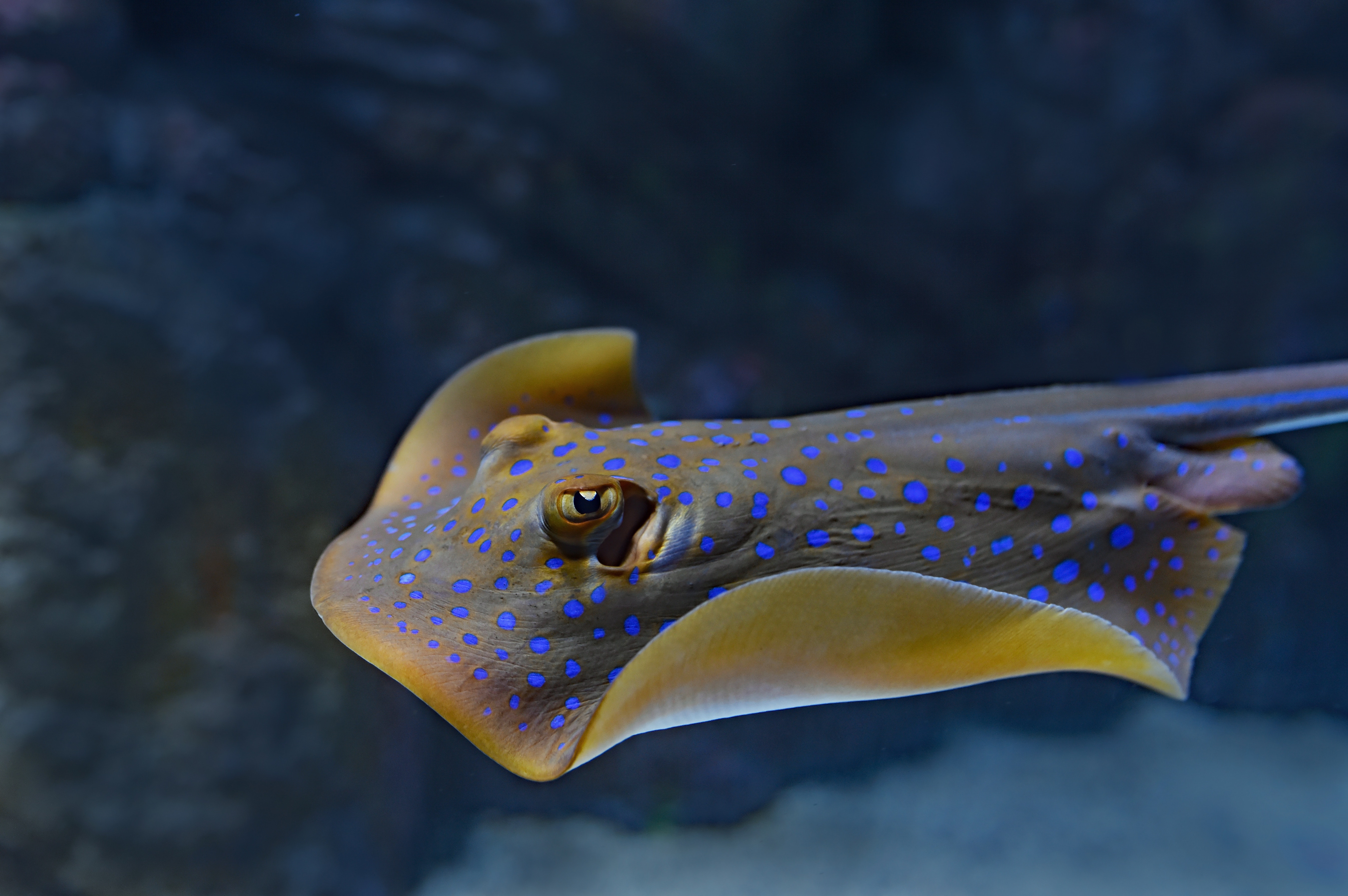Stingray 
