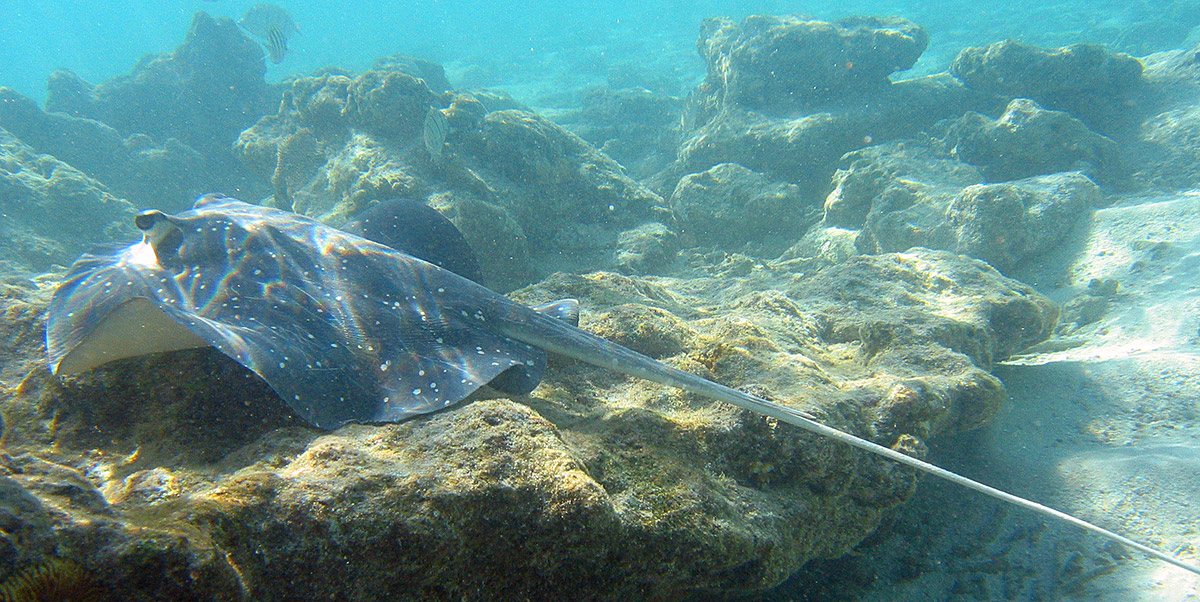 Stingray