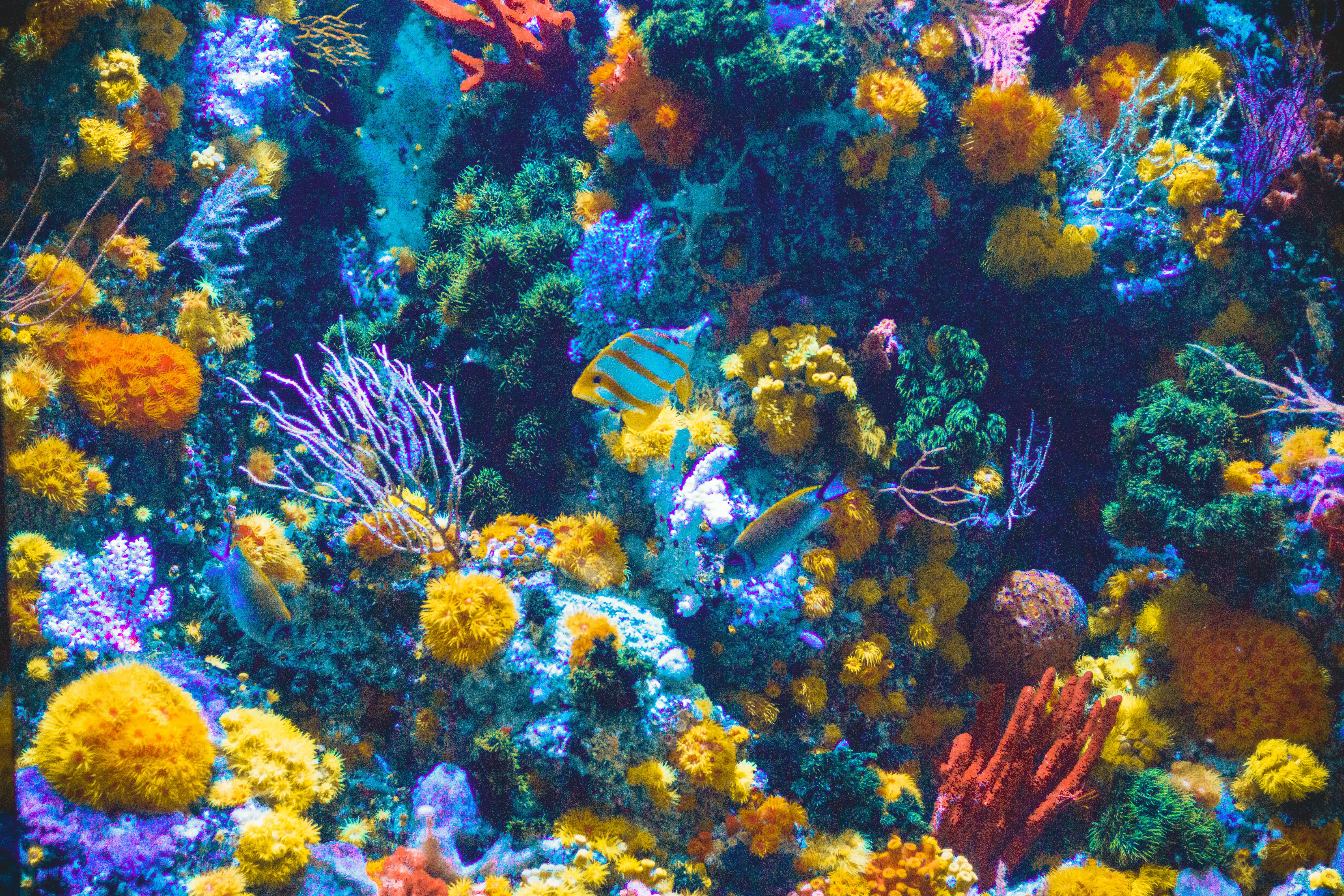 Coral and fish