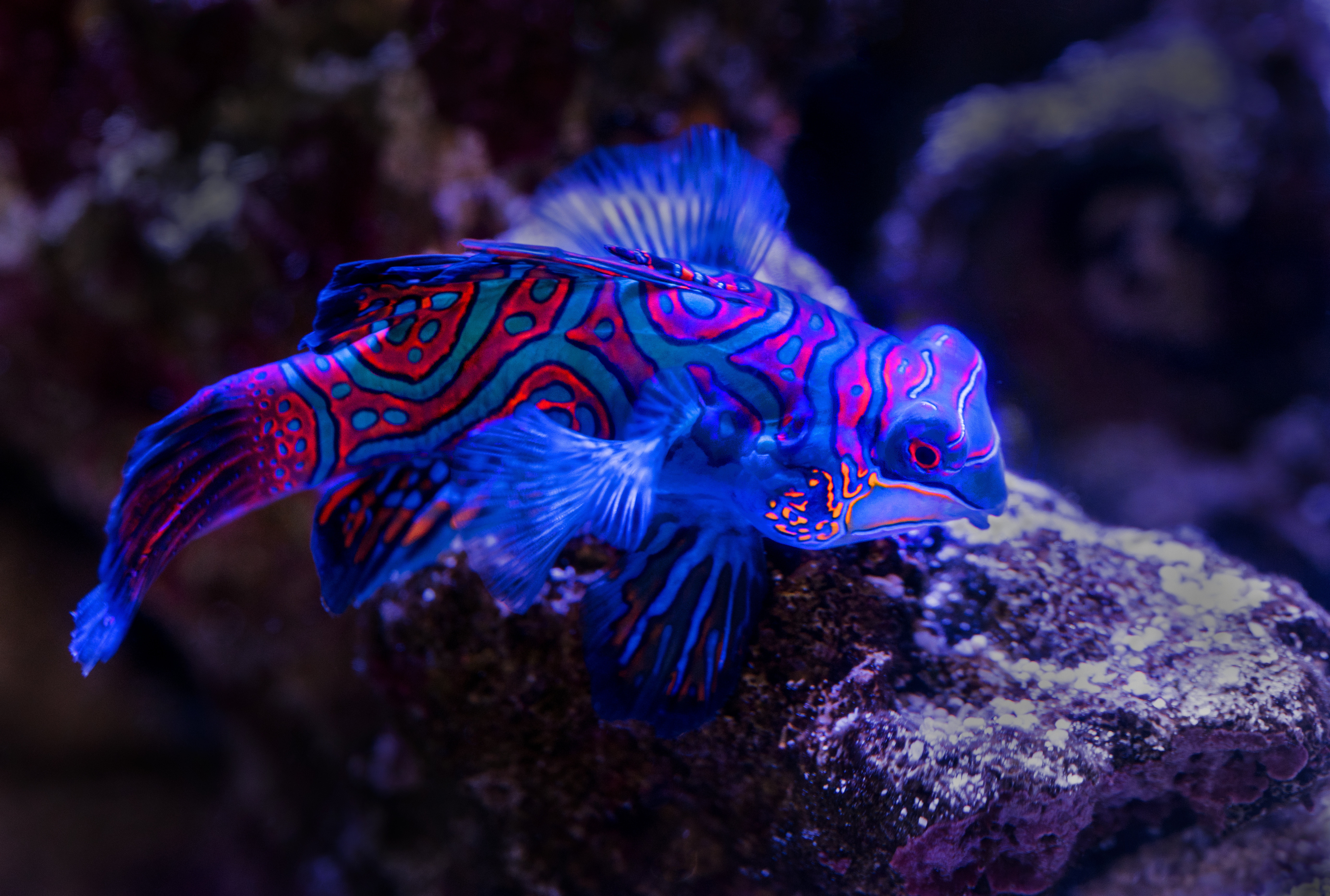Mandarin fish