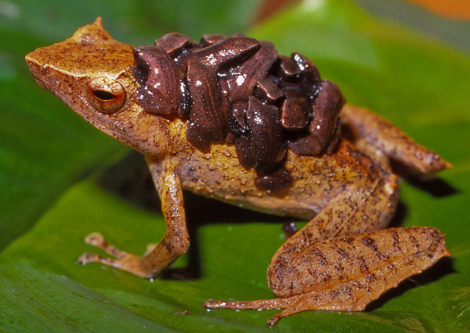 Horned land frog