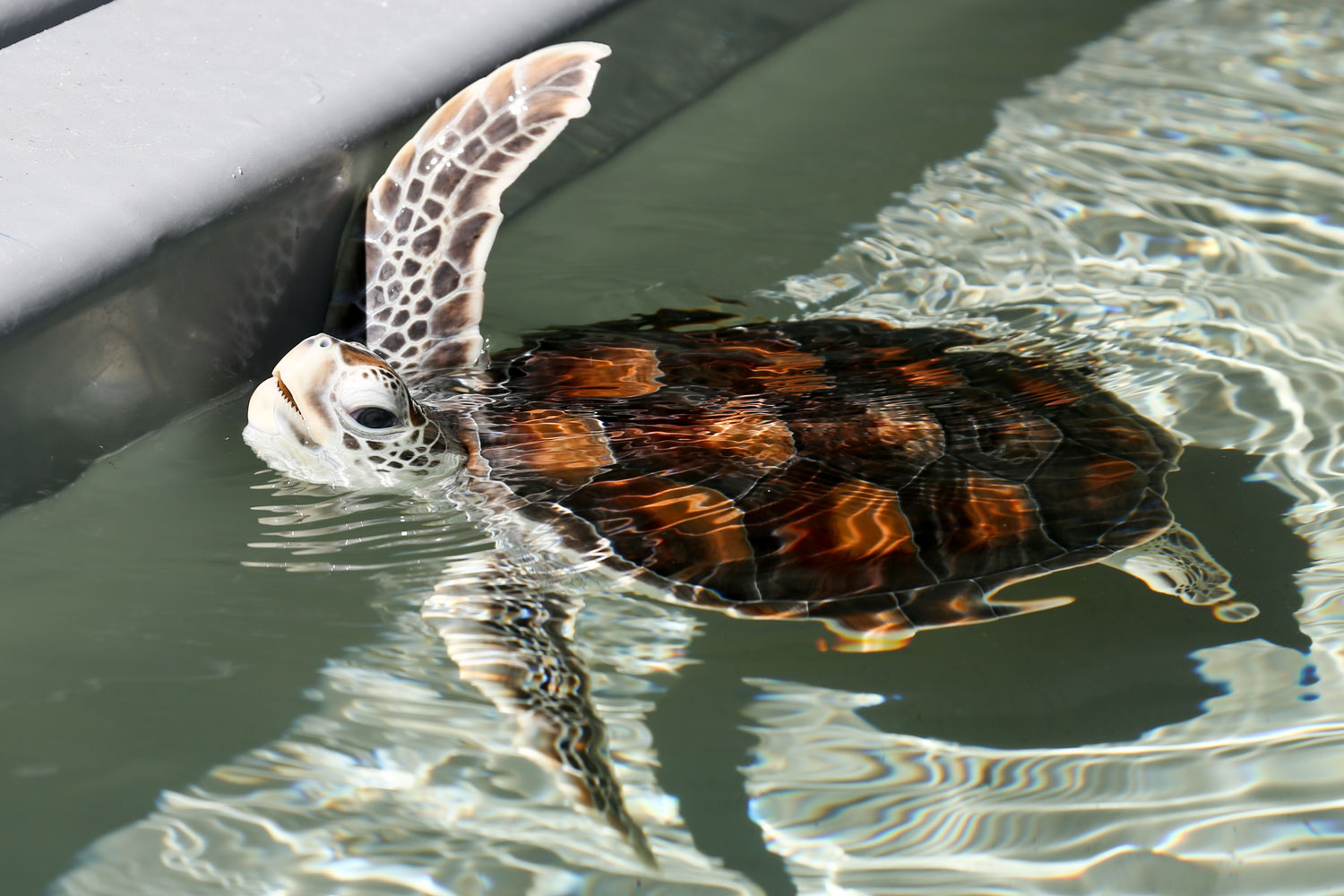 A baby turtle swimming in a tank, head slightly out of the water, one fin up