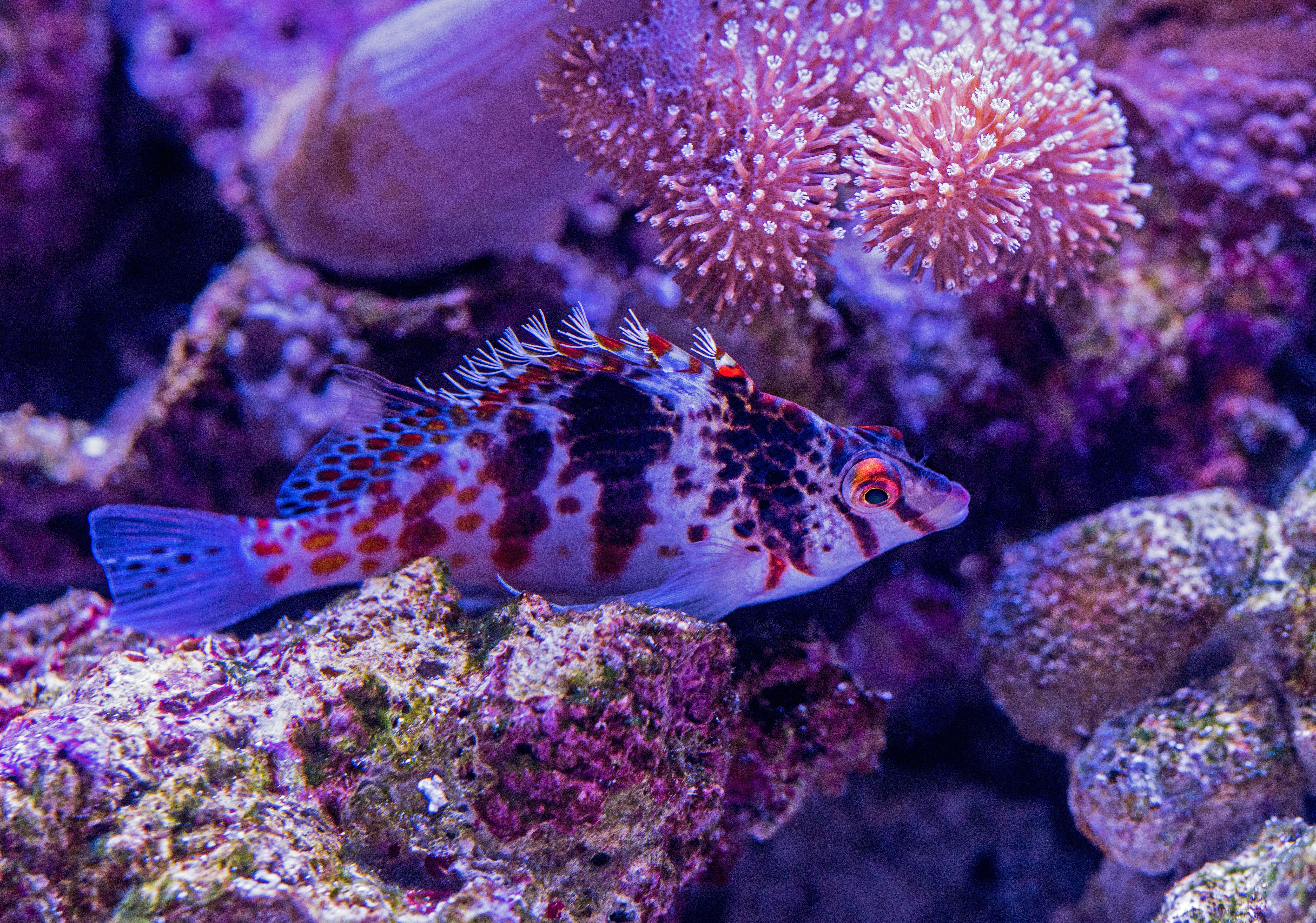 Hawkfish