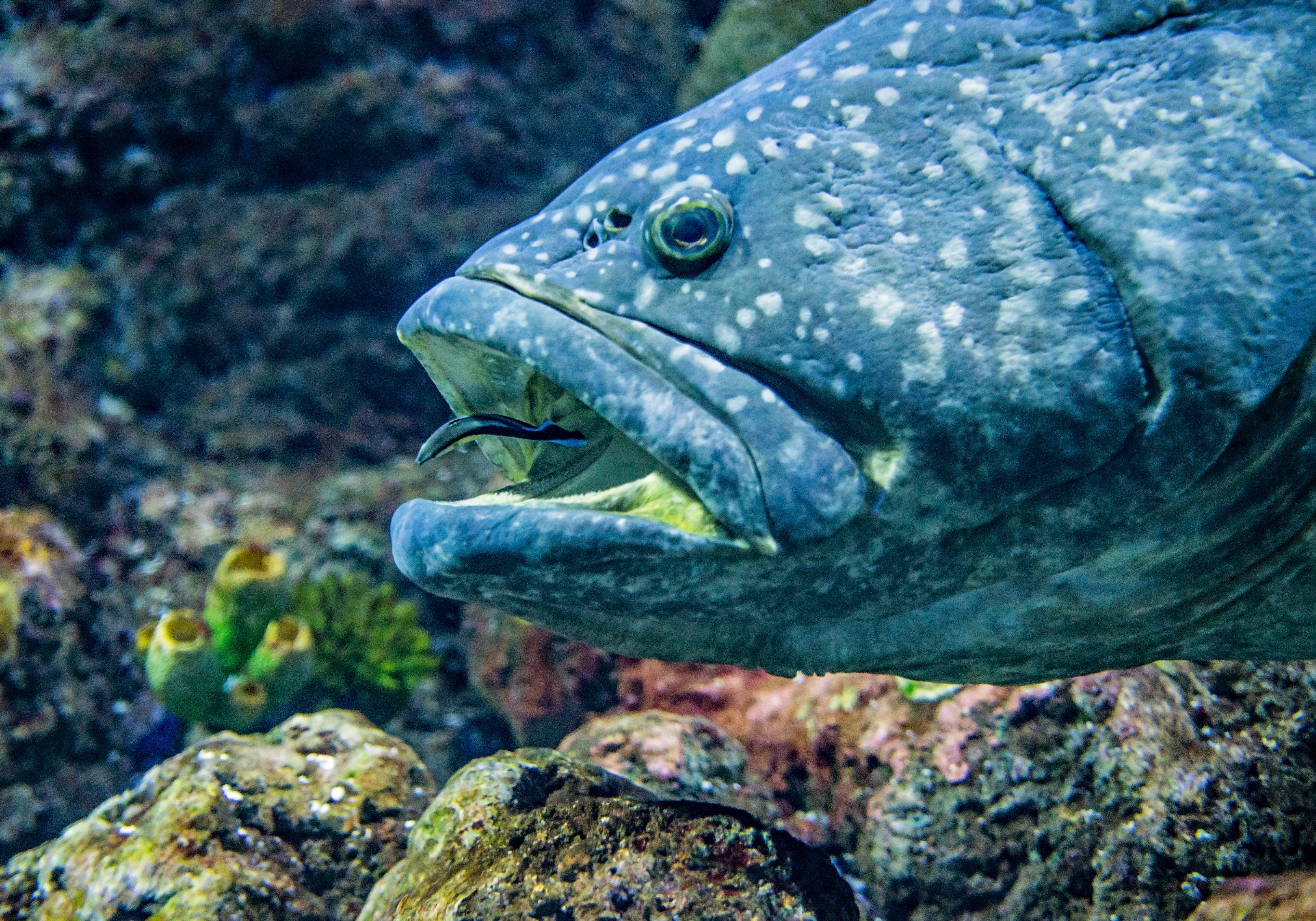 Grouper