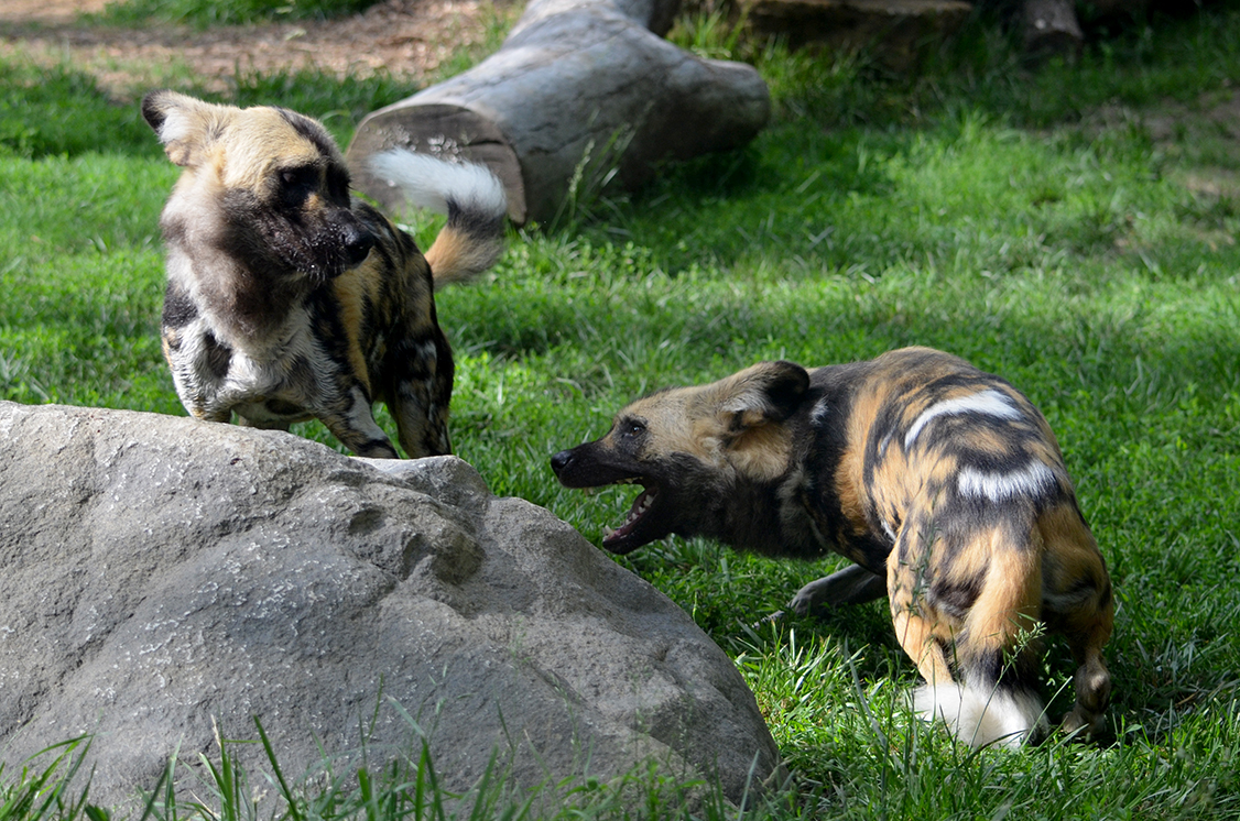 Wild dogs