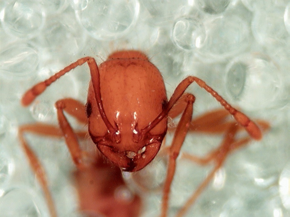 Fire ant