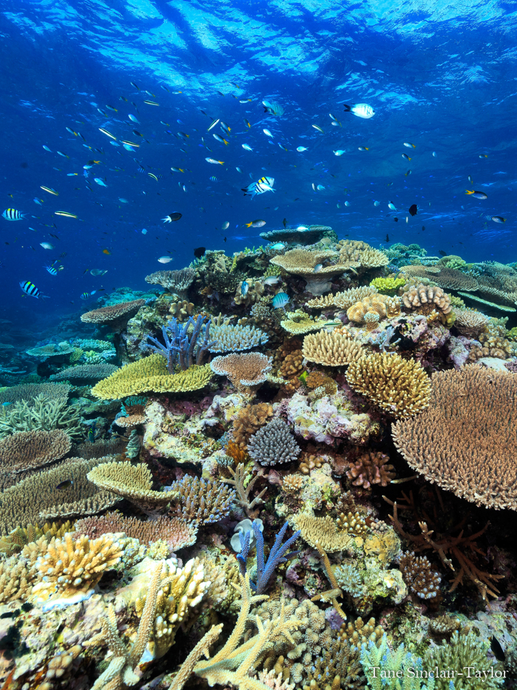 Healthy reef