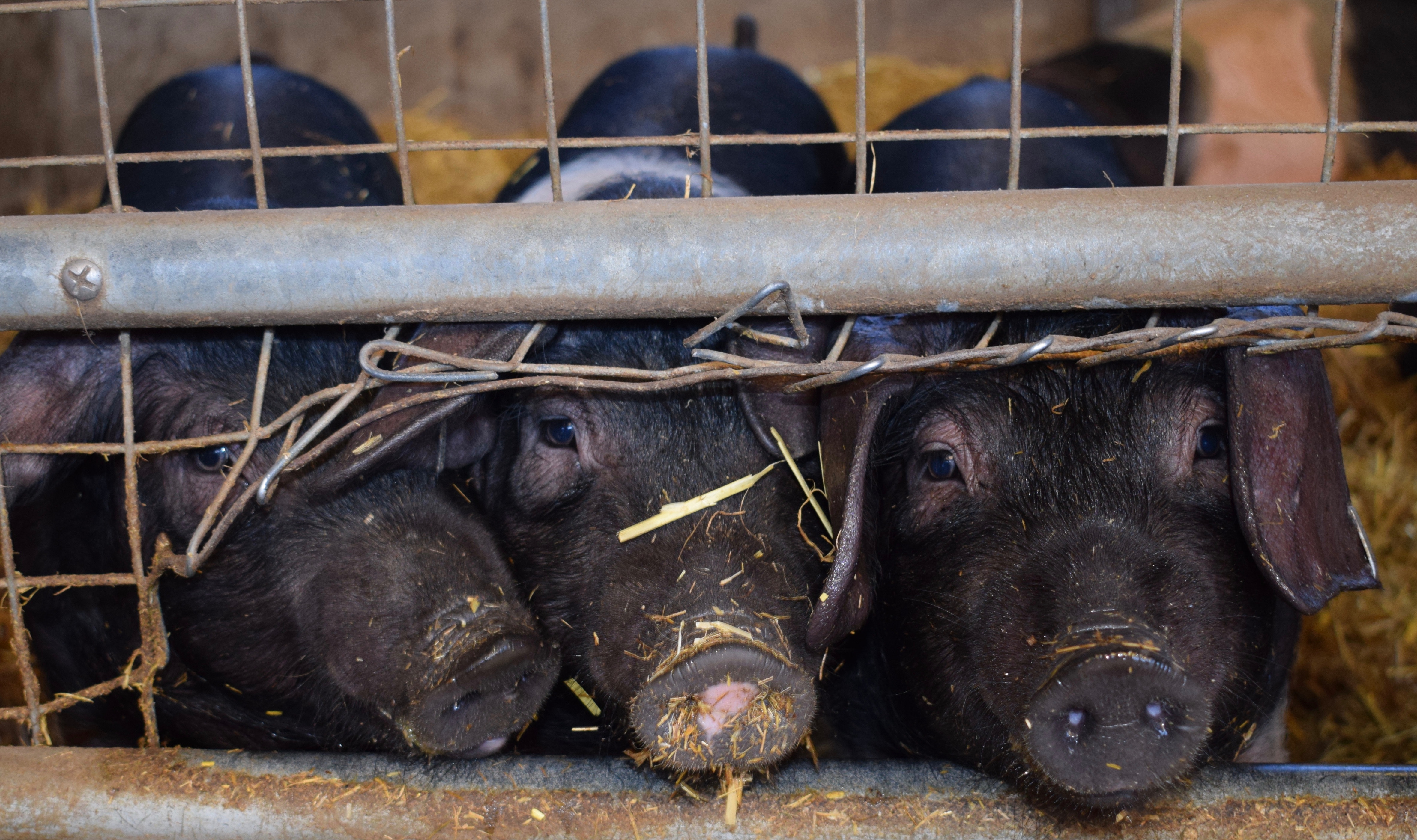 Pigs