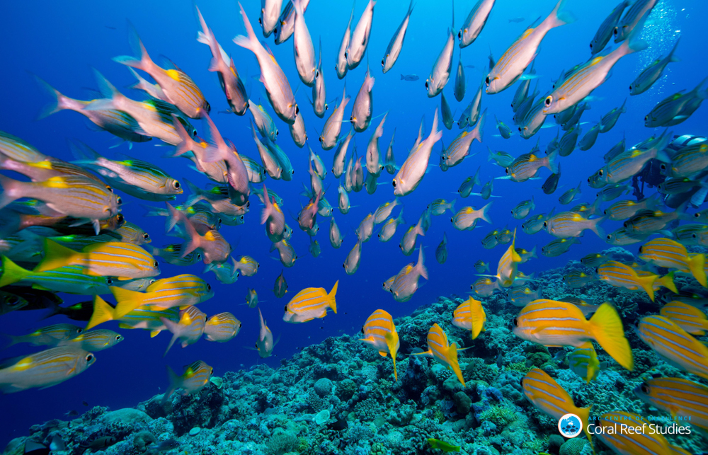 Coral fish