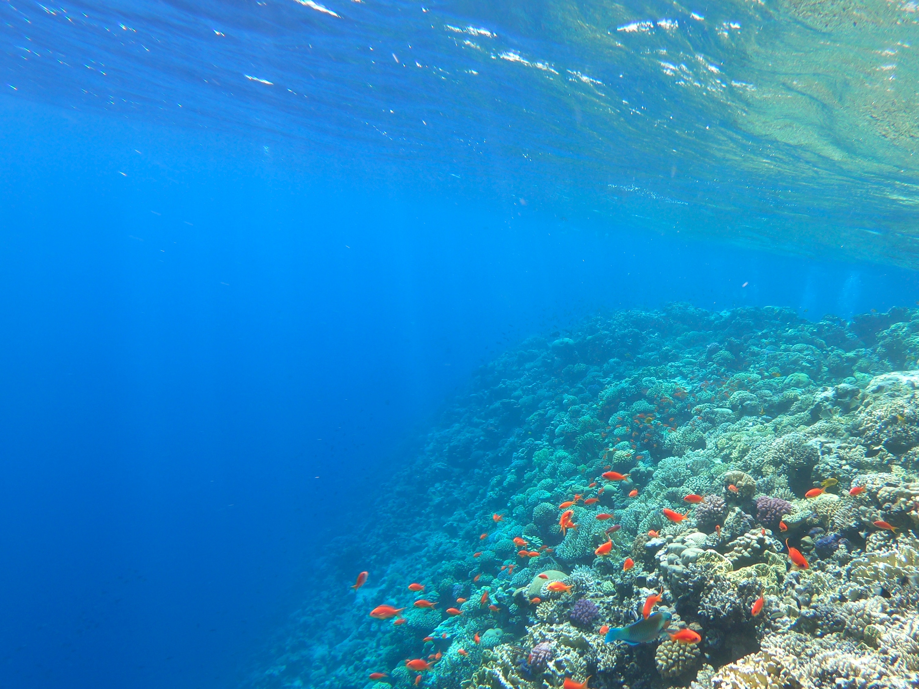 Coral and fish