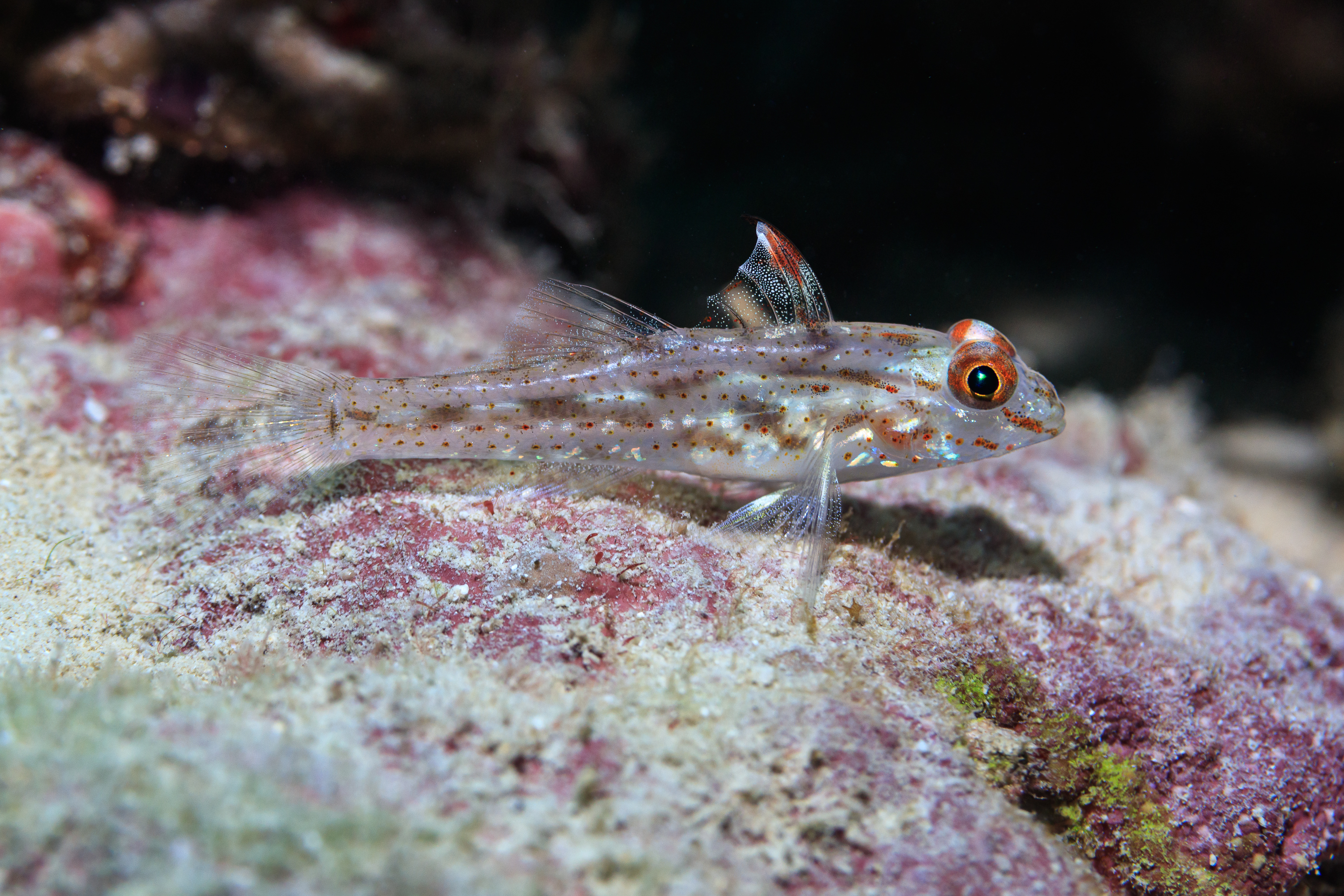 Goby