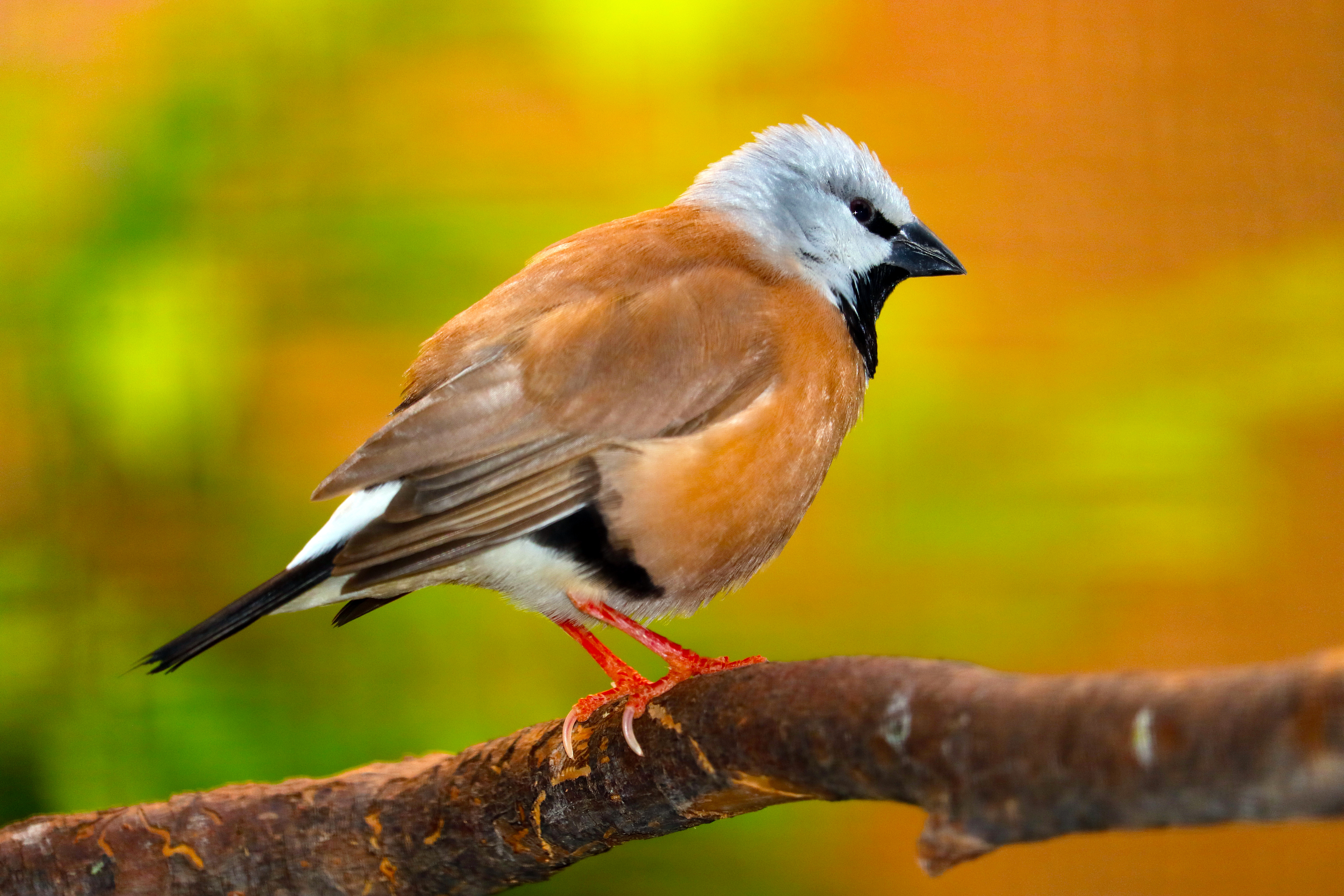 Black-throated Finch