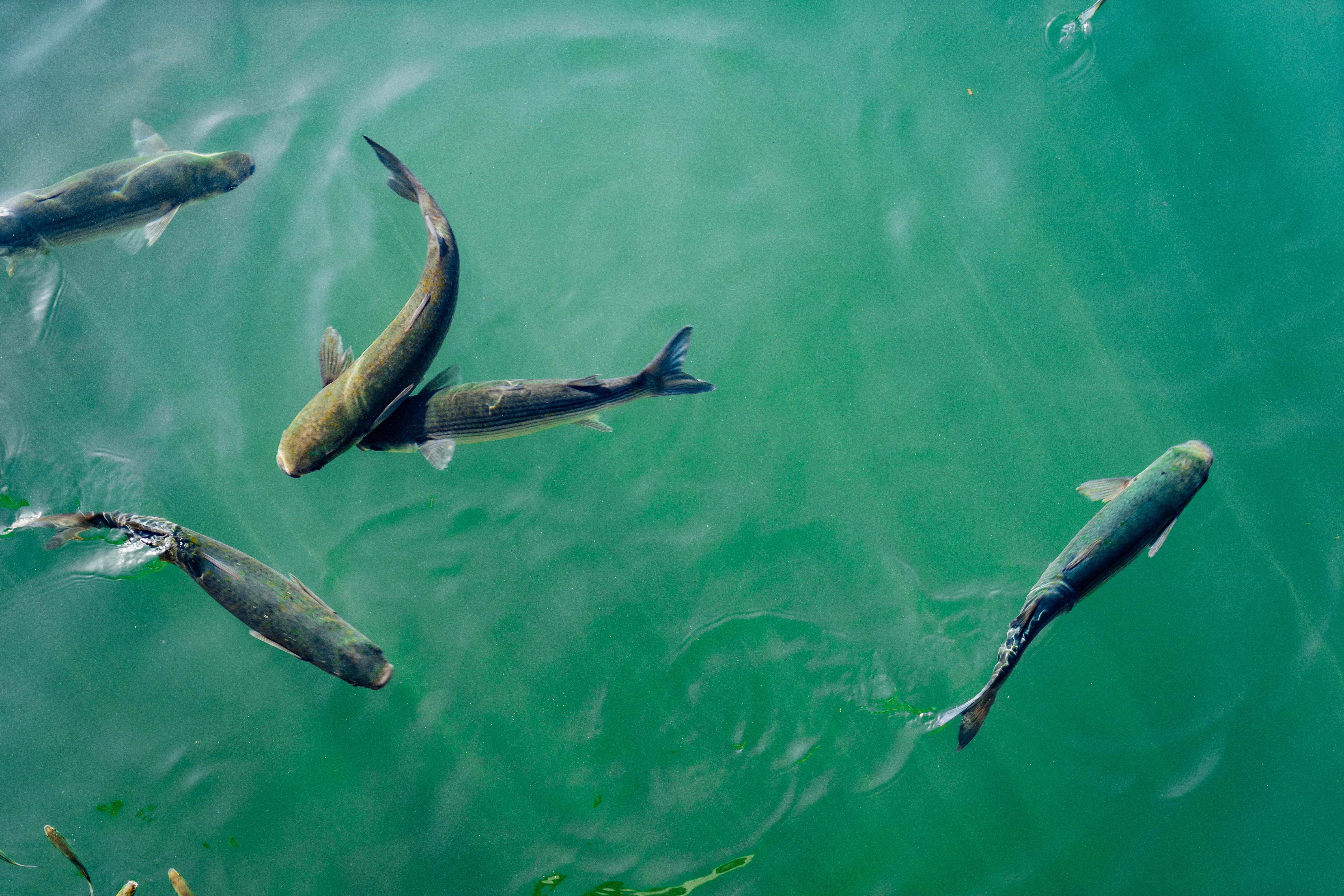 Fish farm