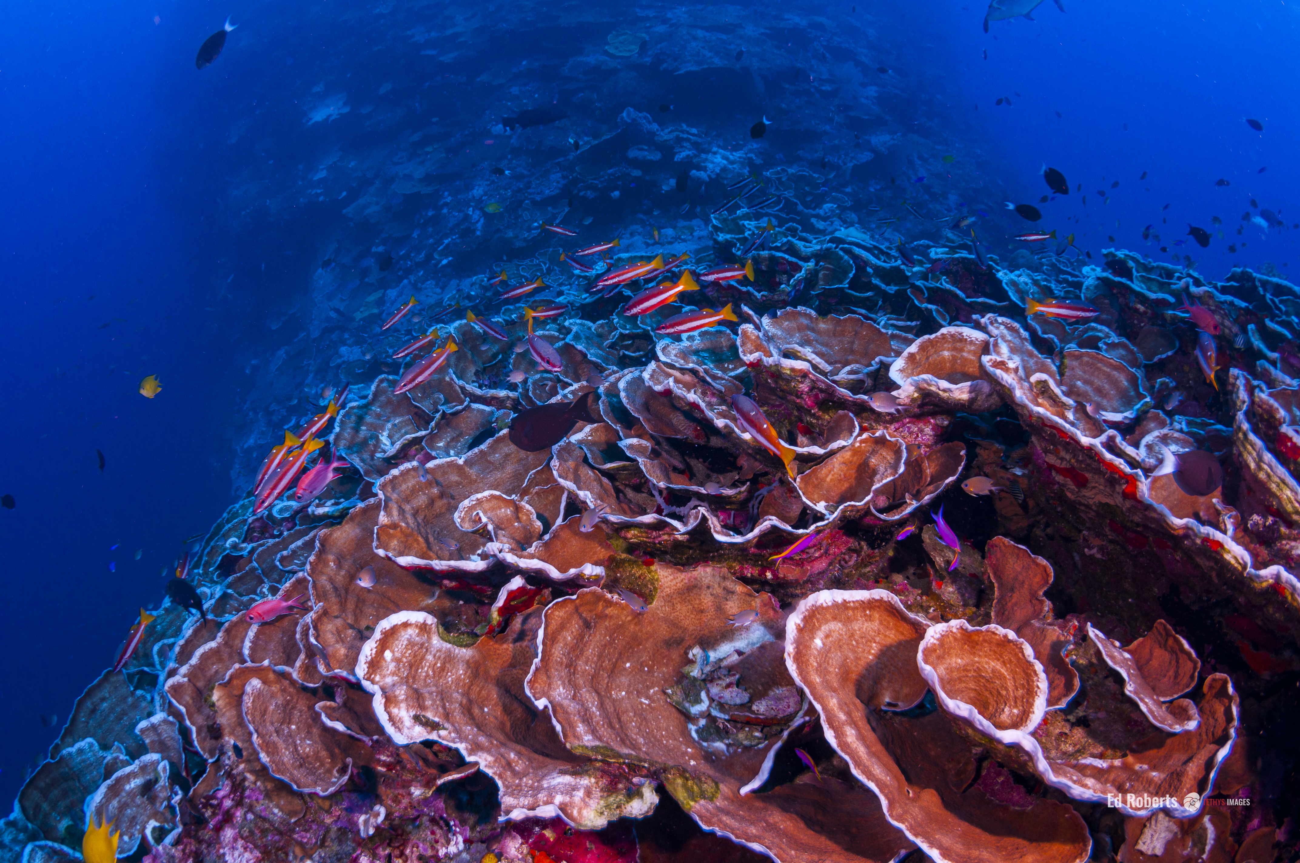 Coral