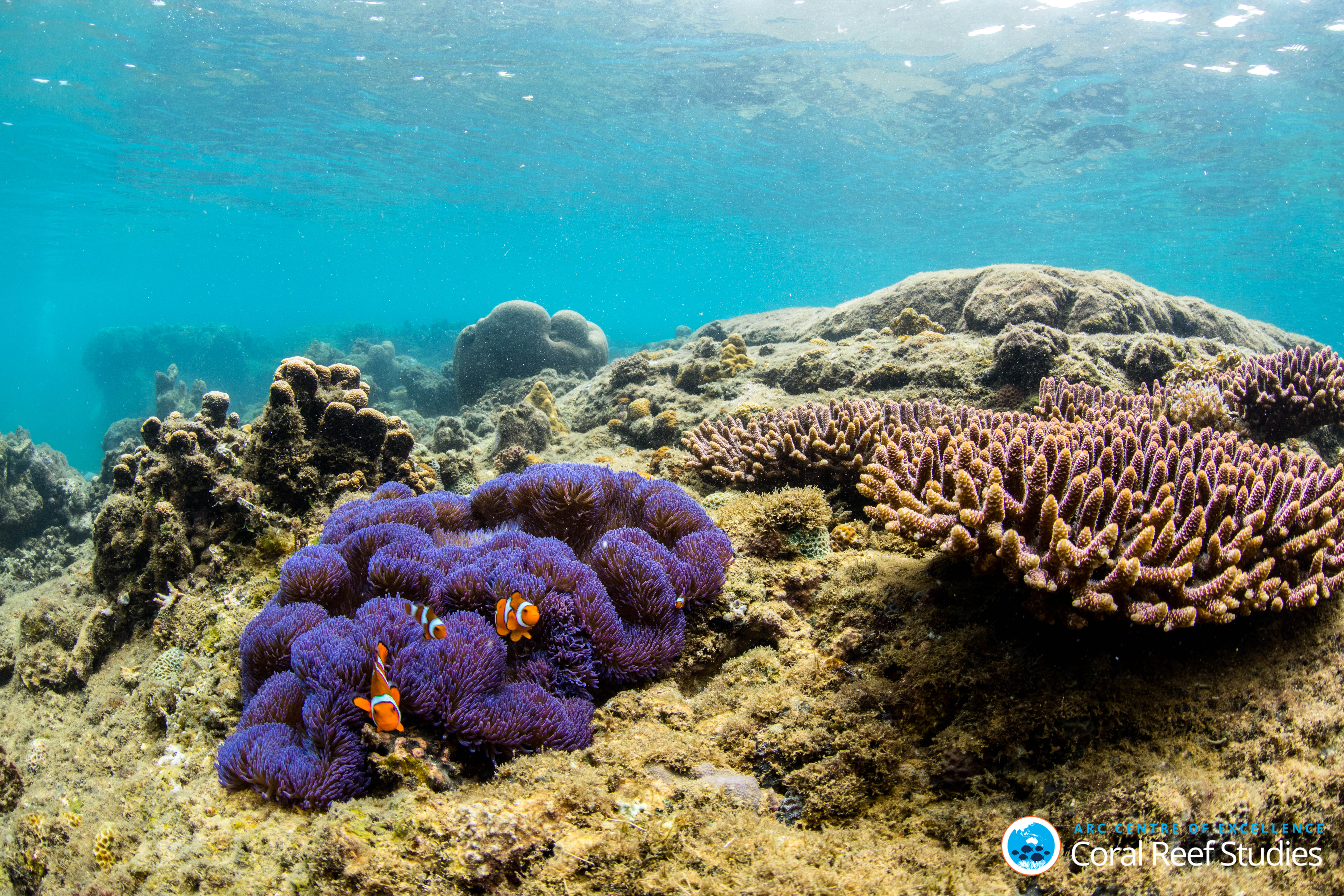 Clown fish