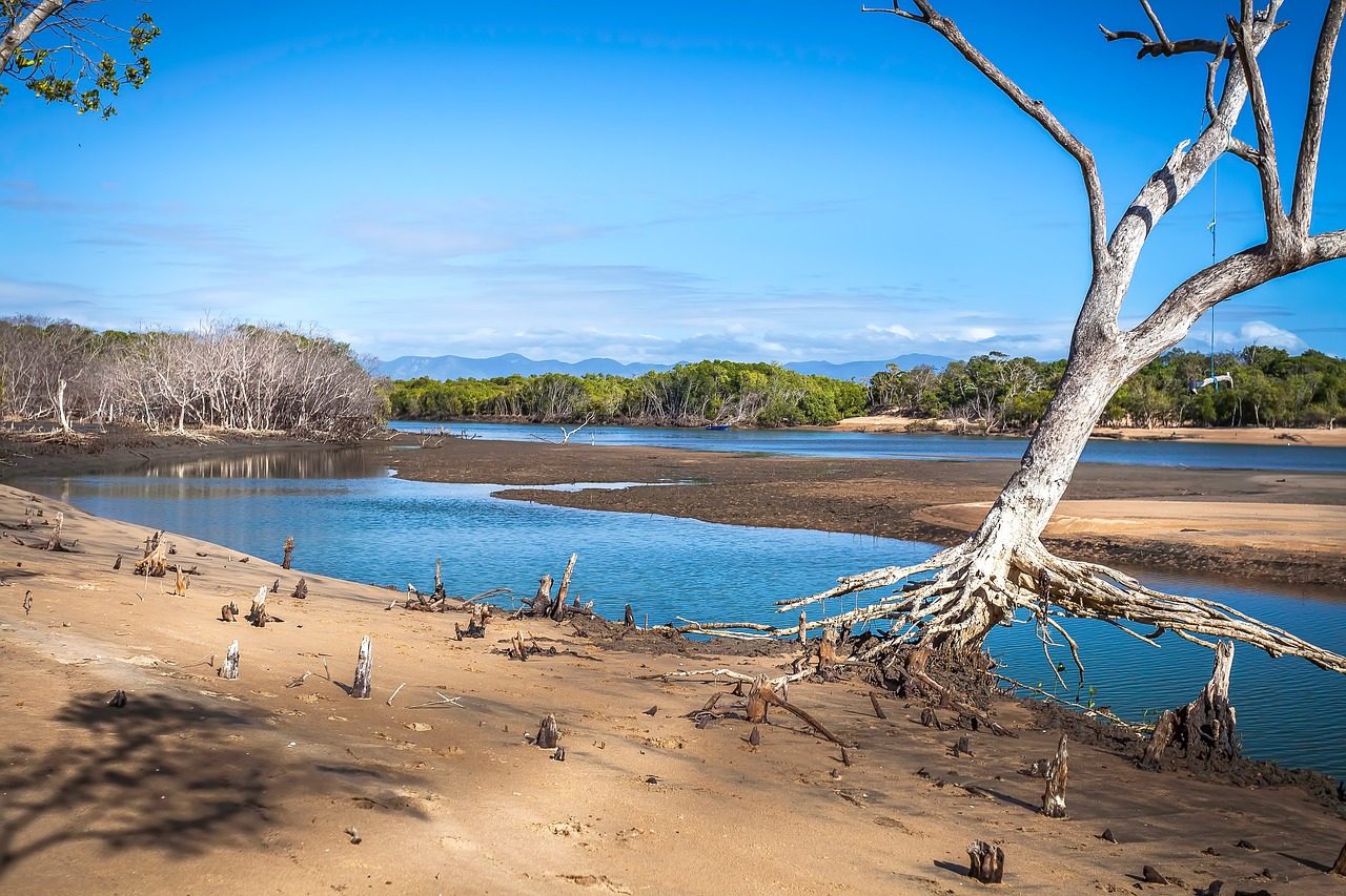 the tide out at the mouth of a creek, showing exposed tree roots and lots of sand