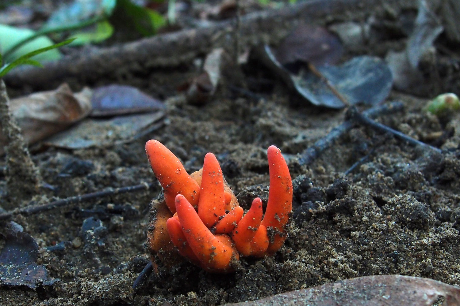 Vibrant red-orange