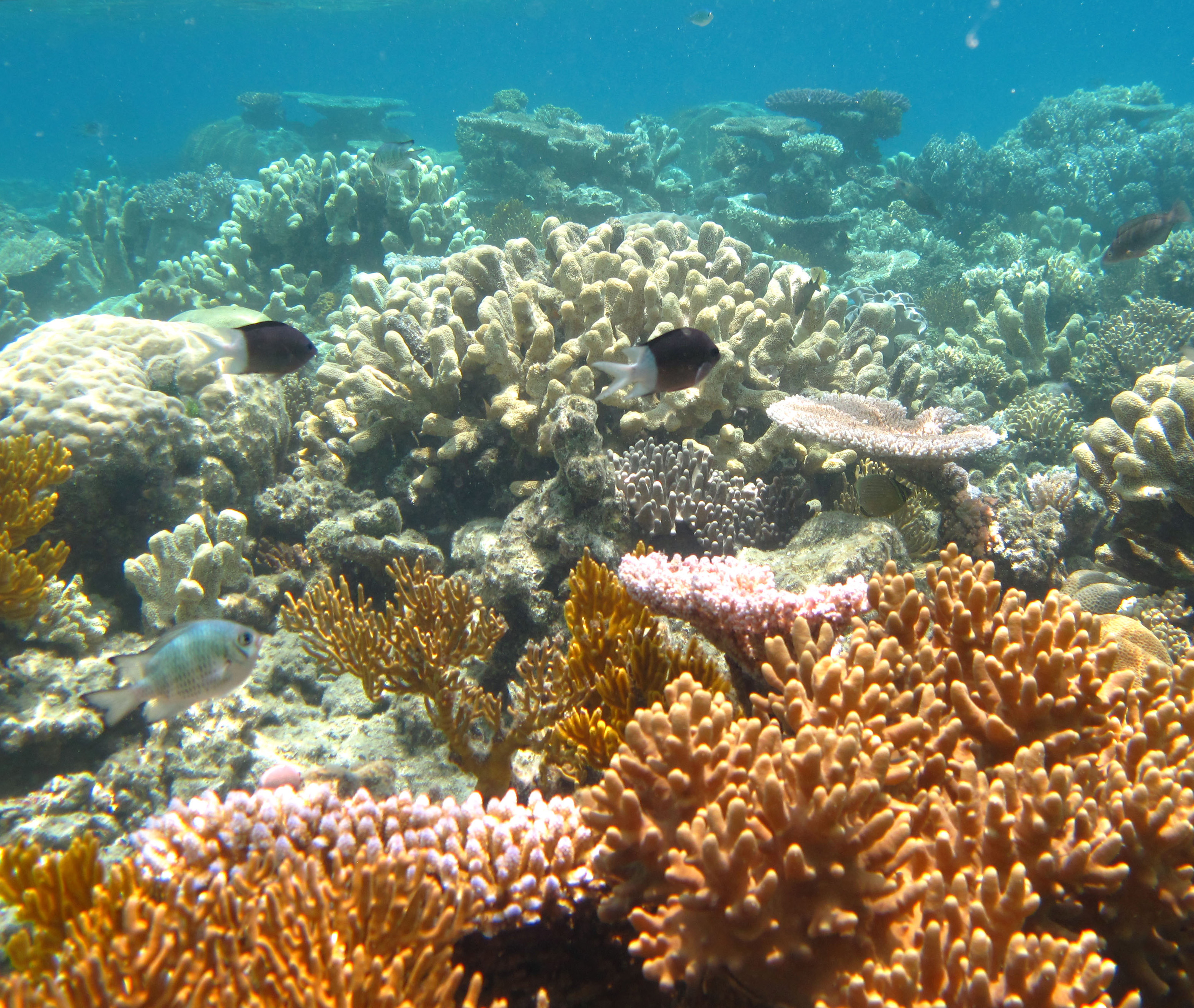 Spiny chromis