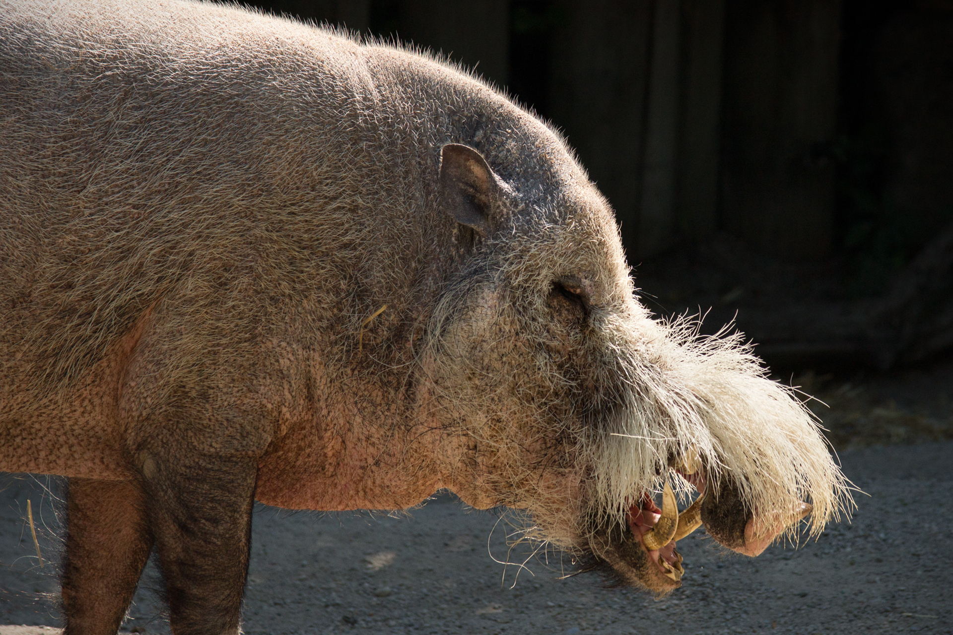 Bearded pig