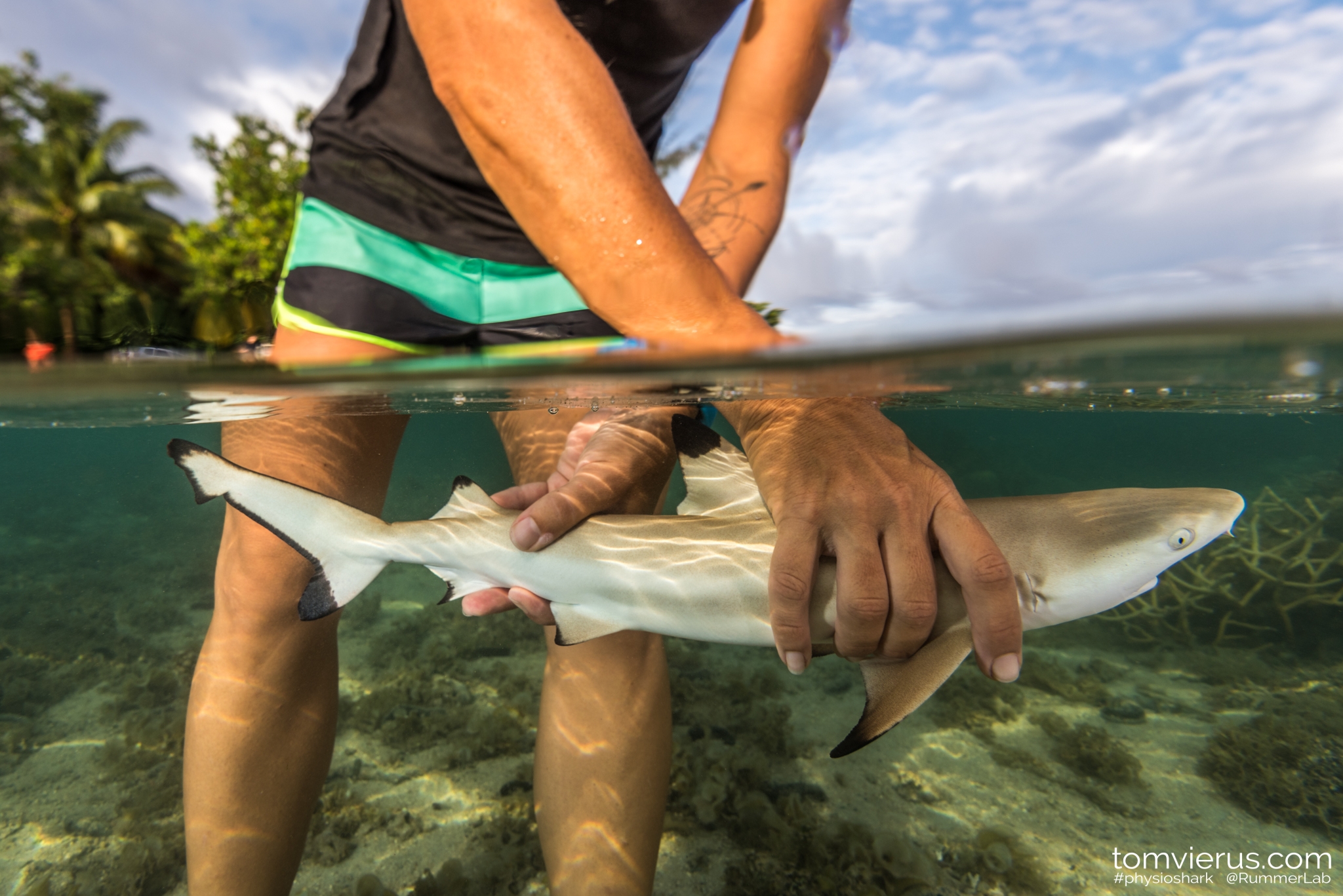 Moorea reef shark